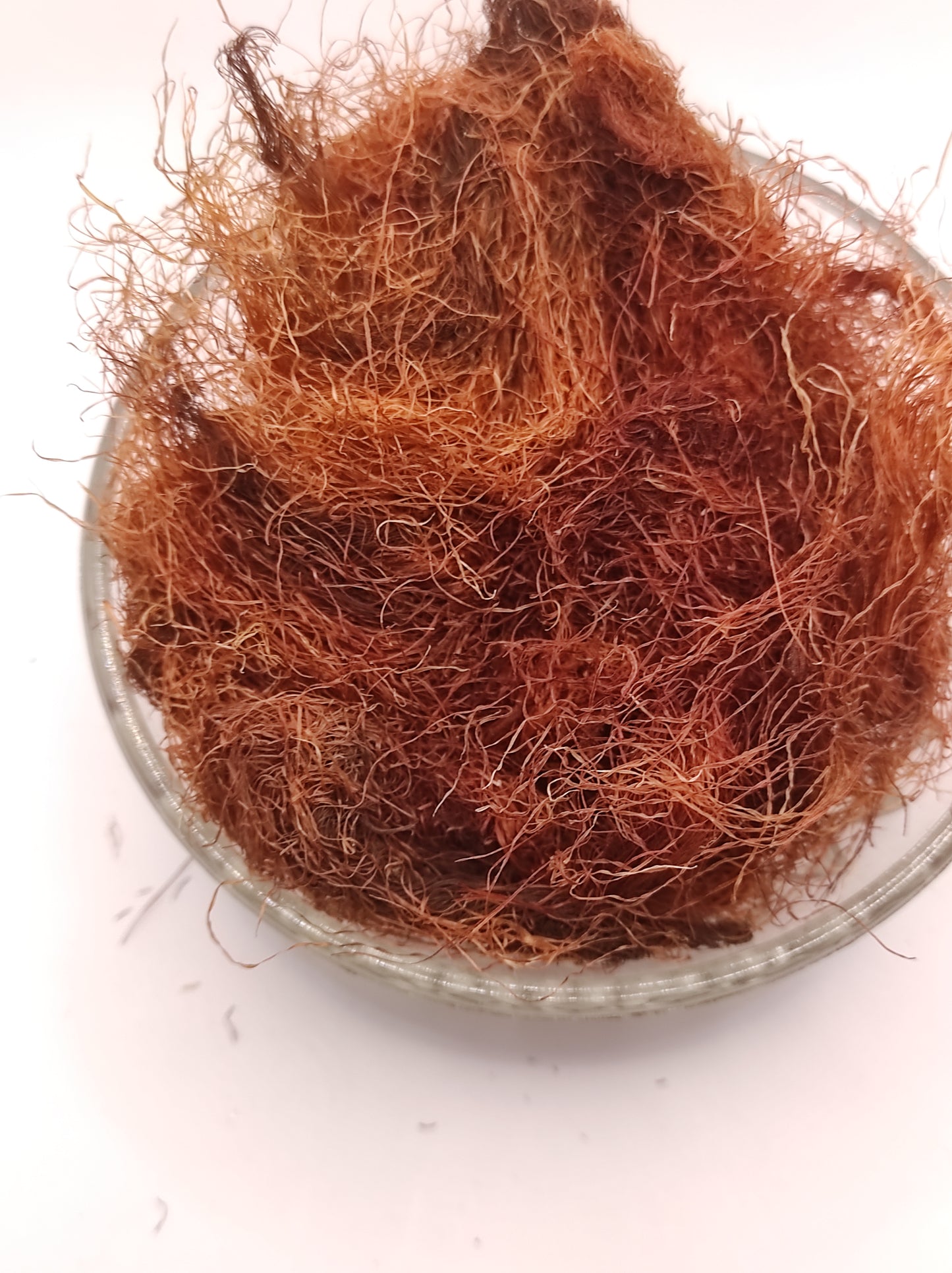 Corn Silk Herb Tea Zea Mays Mealy Silk dried