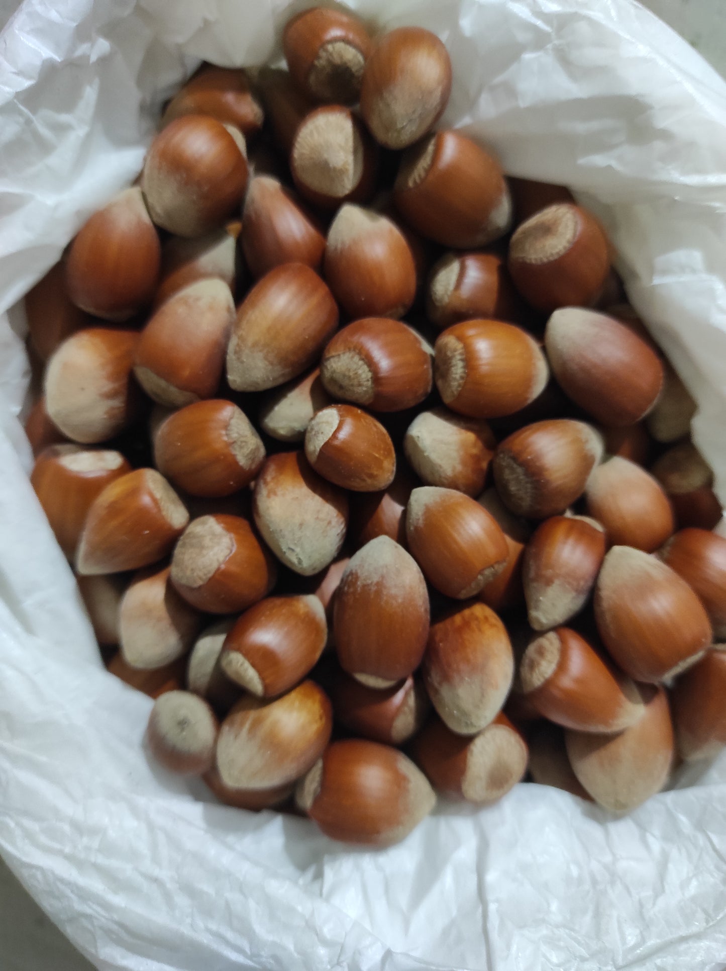 Hazelnut wild harvest