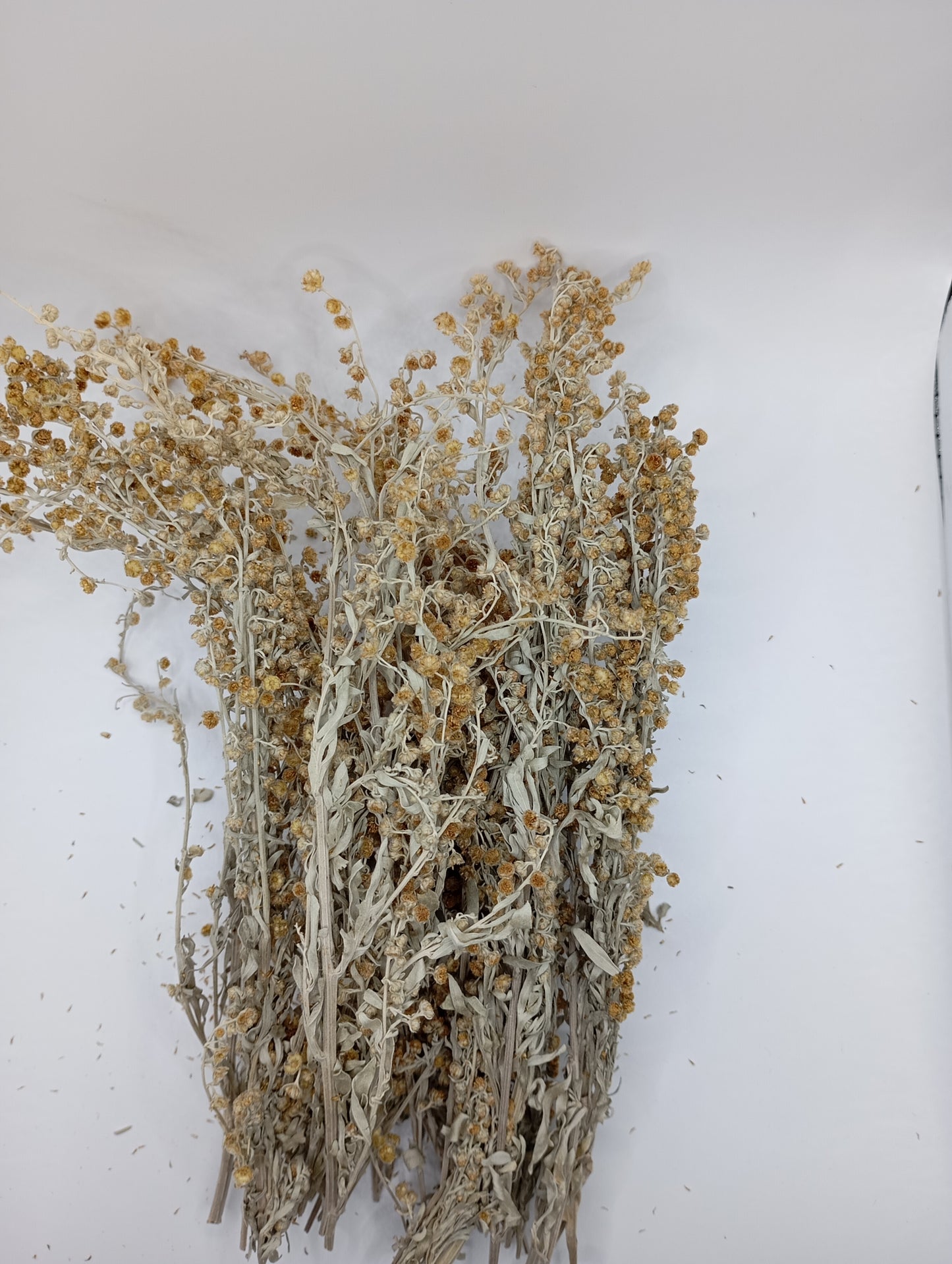 Wormwood Artemisia absinthium wild Organic dried tea