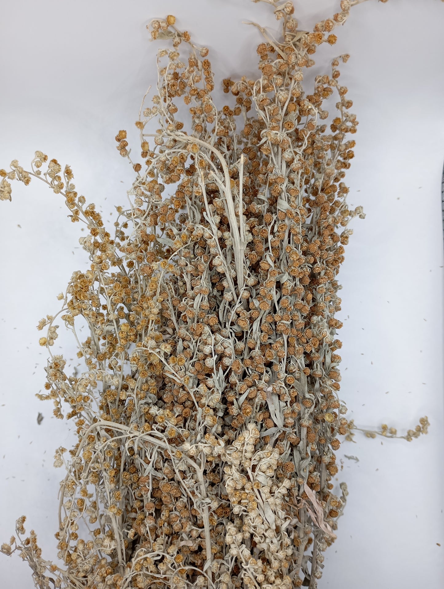 Wormwood Artemisia absinthium wild Organic dried tea
