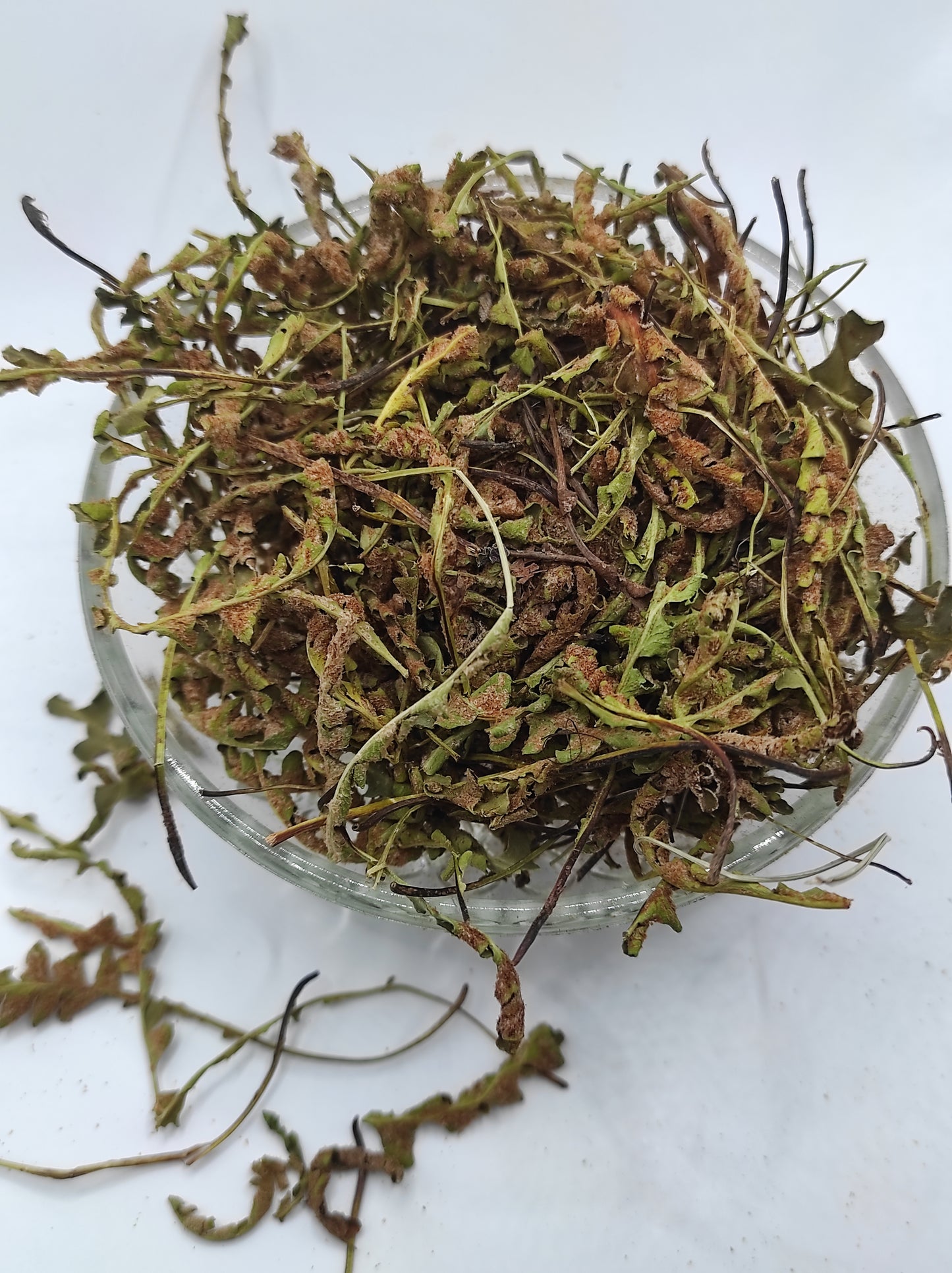 Rustyback Fern .Stone Fern. Organic Dried Herb