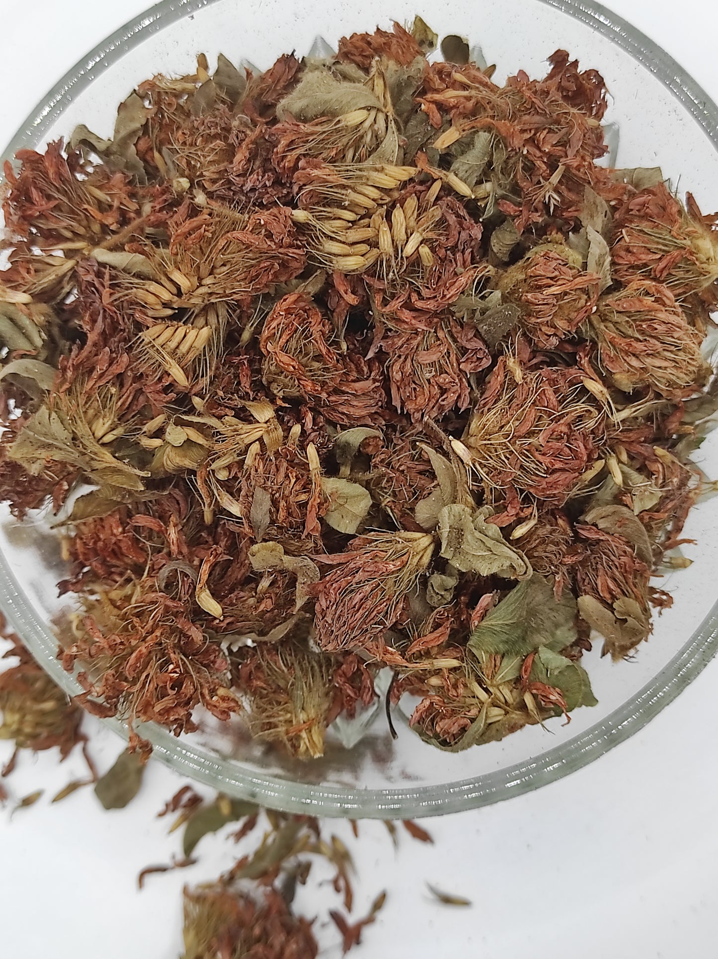 Organic Dried Red Clover Flowers Trifolium pratense Herbal Tea