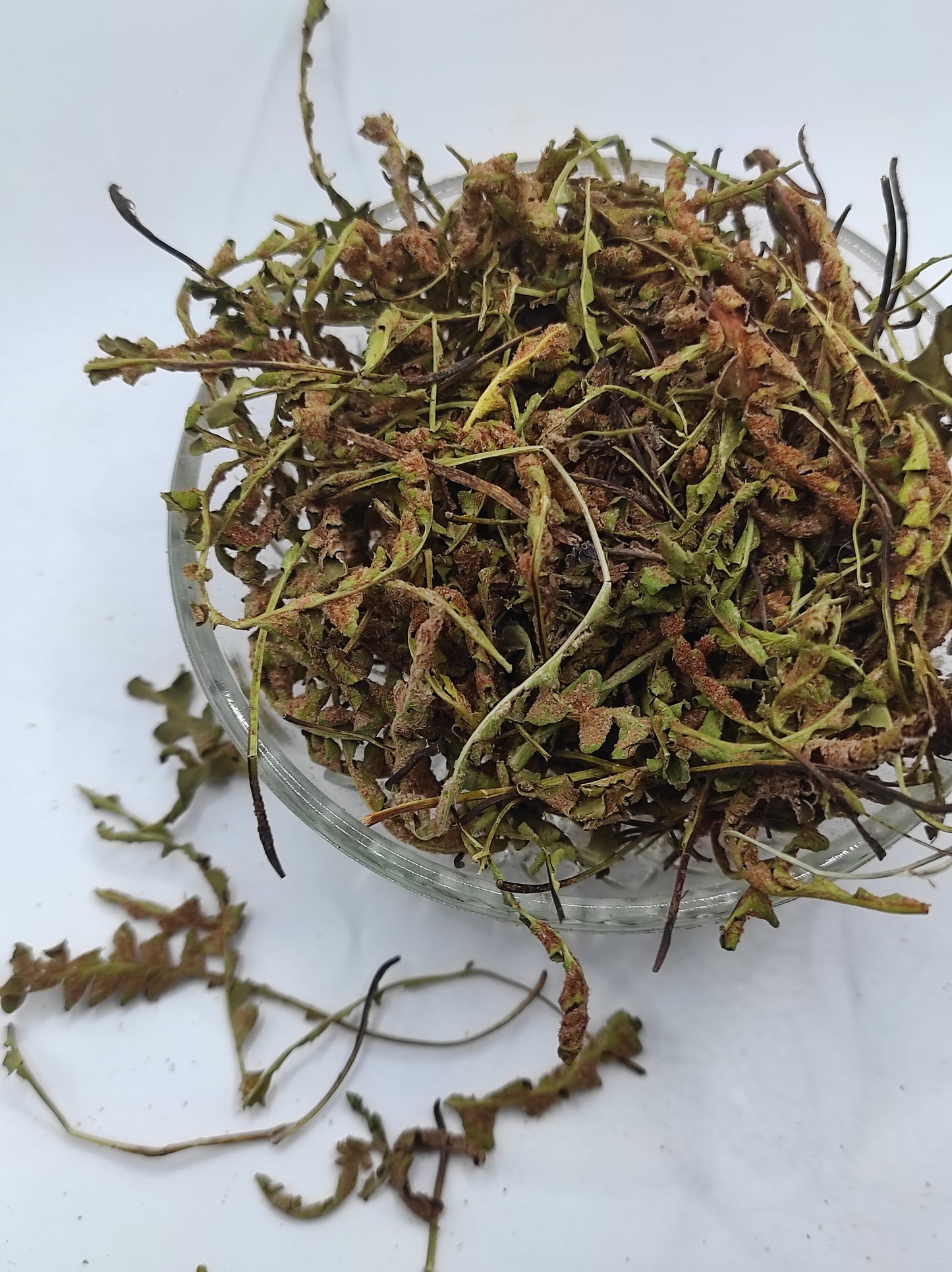 Rustyback Fern .Stone Fern. Organic Dried Herb