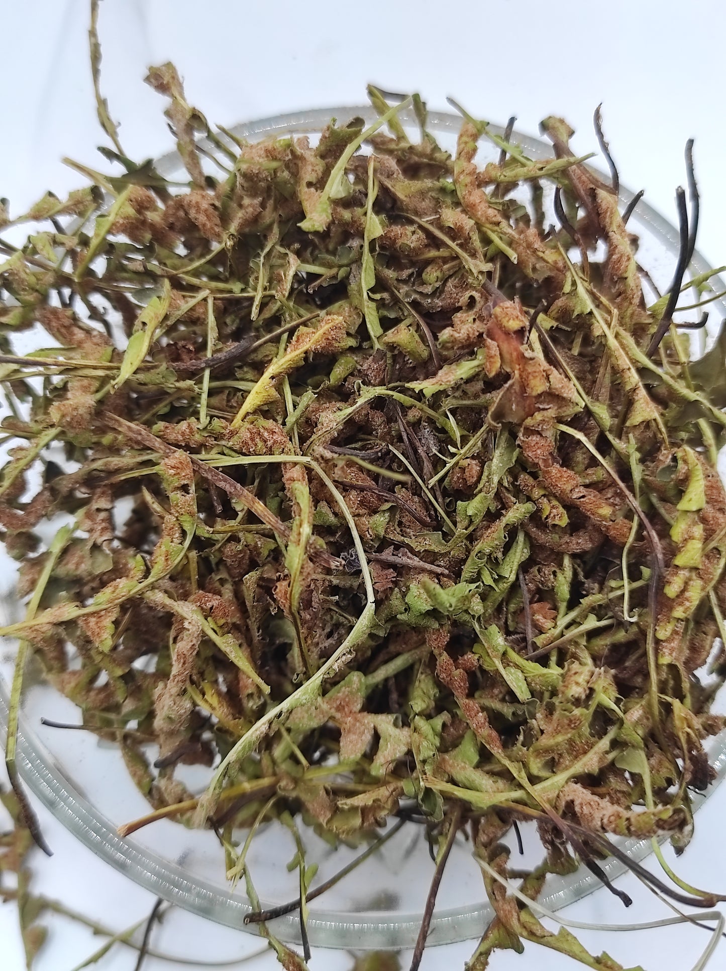 Rustyback Fern .Stone Fern. Organic Dried Herb
