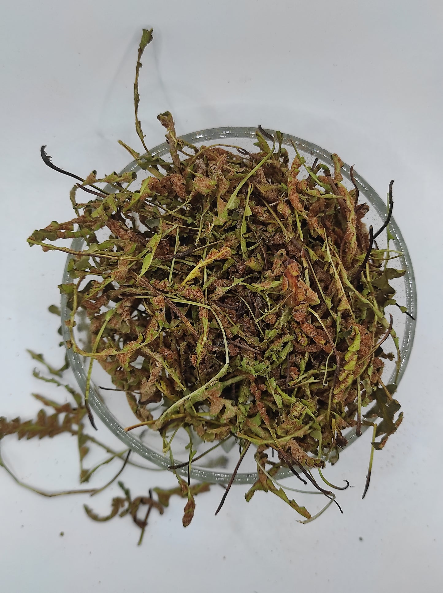 Rustyback Fern .Stone Fern. Organic Dried Herb