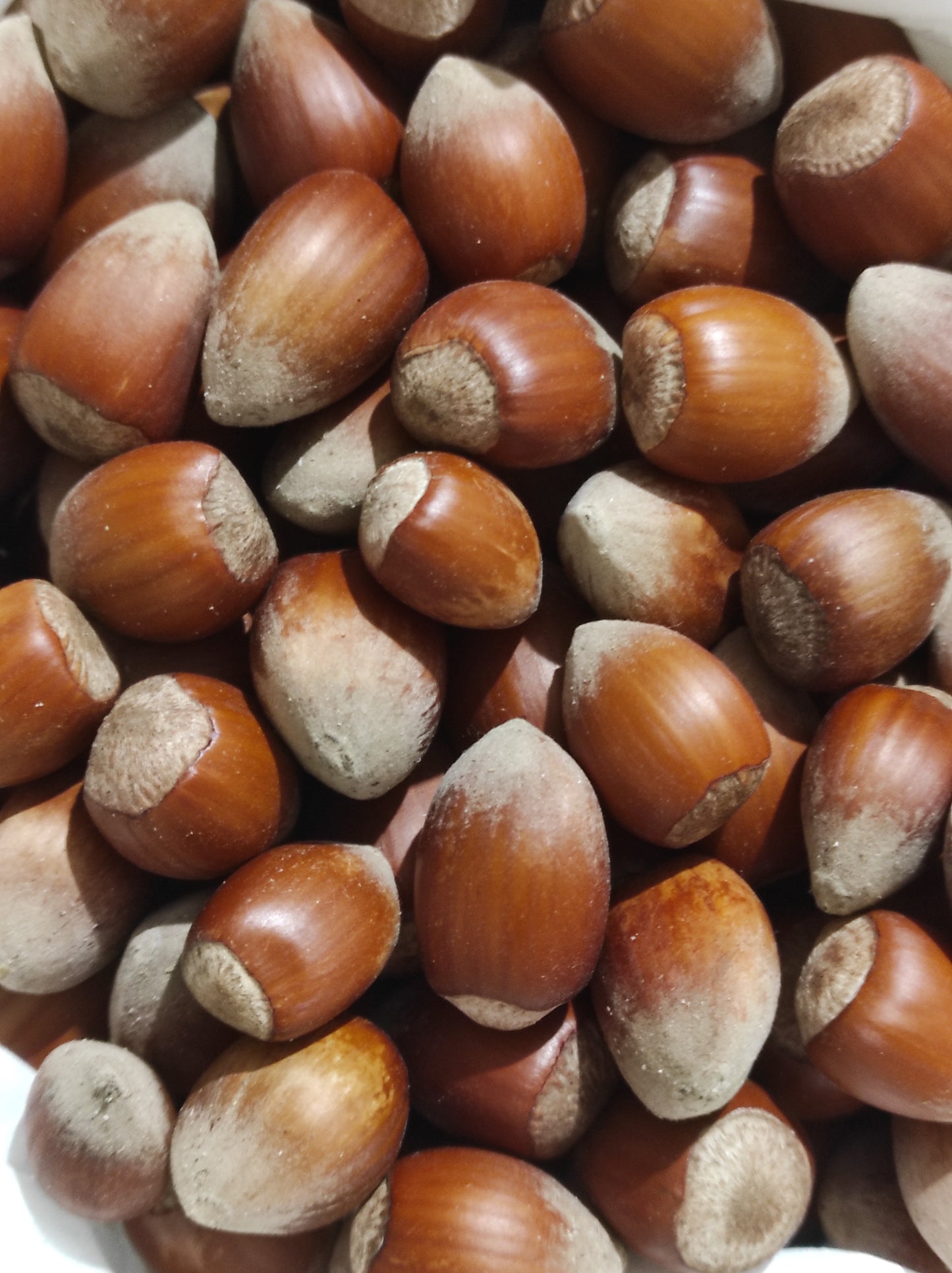 Hazelnut wild harvest