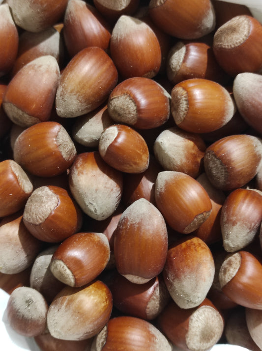 Hazelnut wild harvest