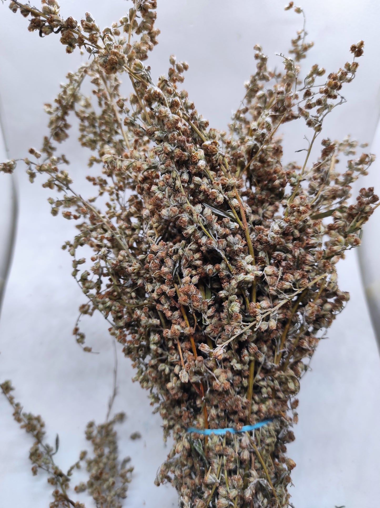 Artemisia annua Sweet Wormwood Organic Tea Annie bunch