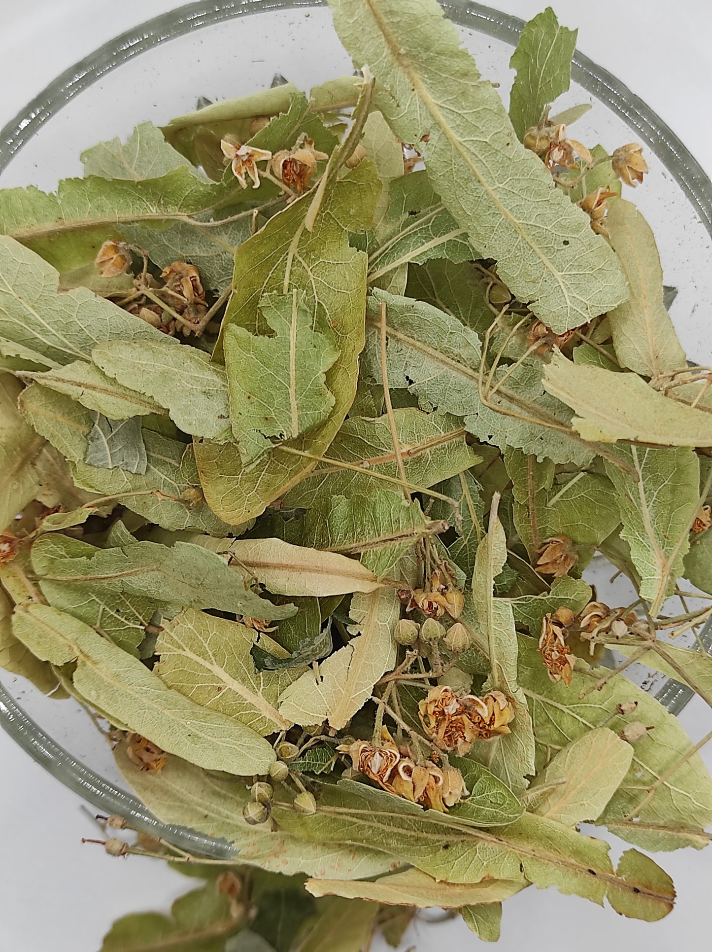 Linden flower bay Tilia Organic dried tea herb bio