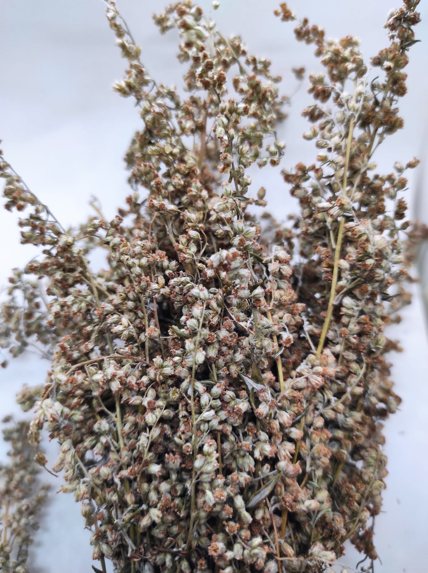 Artemisia annua Sweet Wormwood Organic Tea Annie bunch
