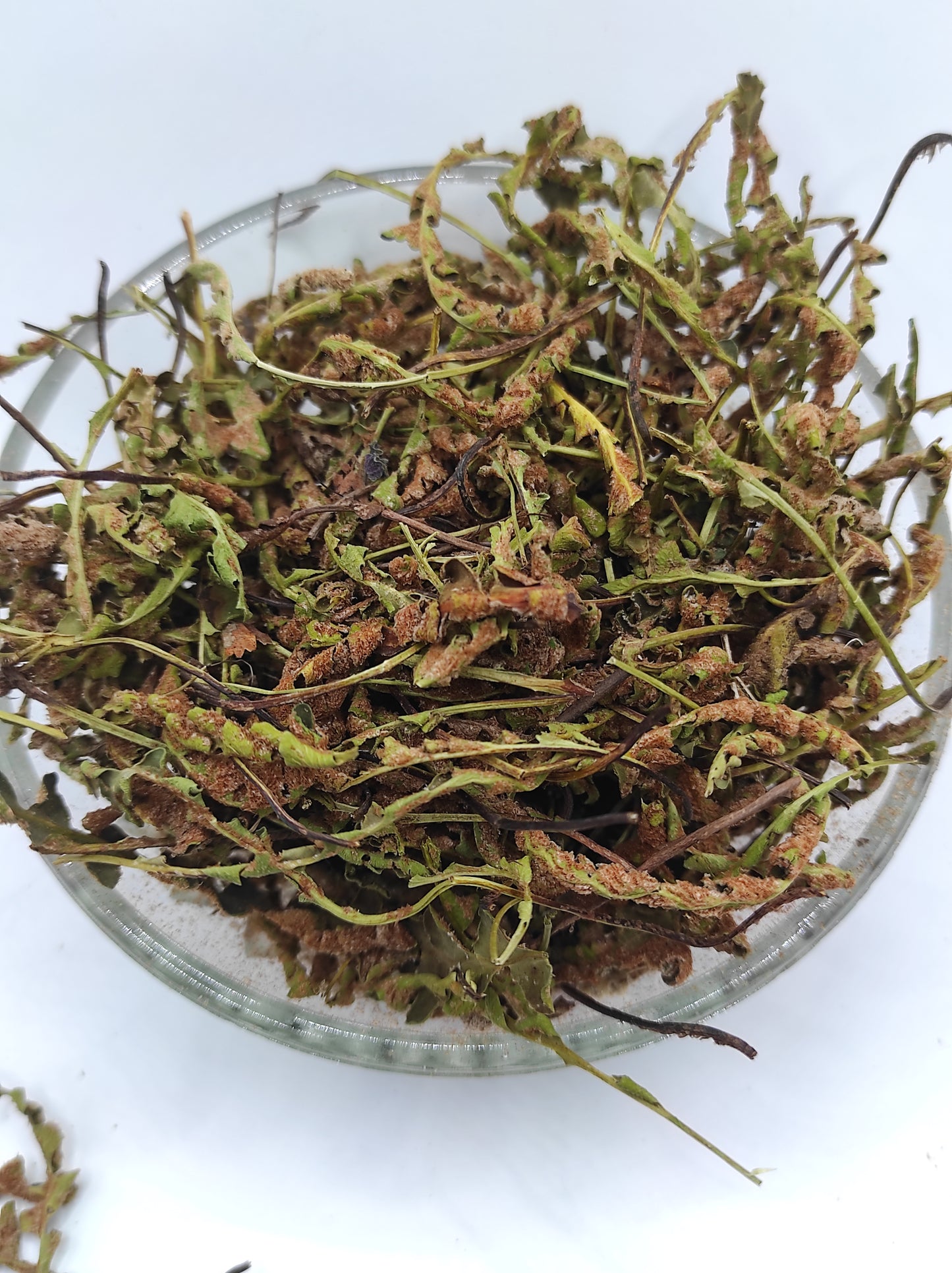 Rustyback Fern .Stone Fern. Organic Dried Herb