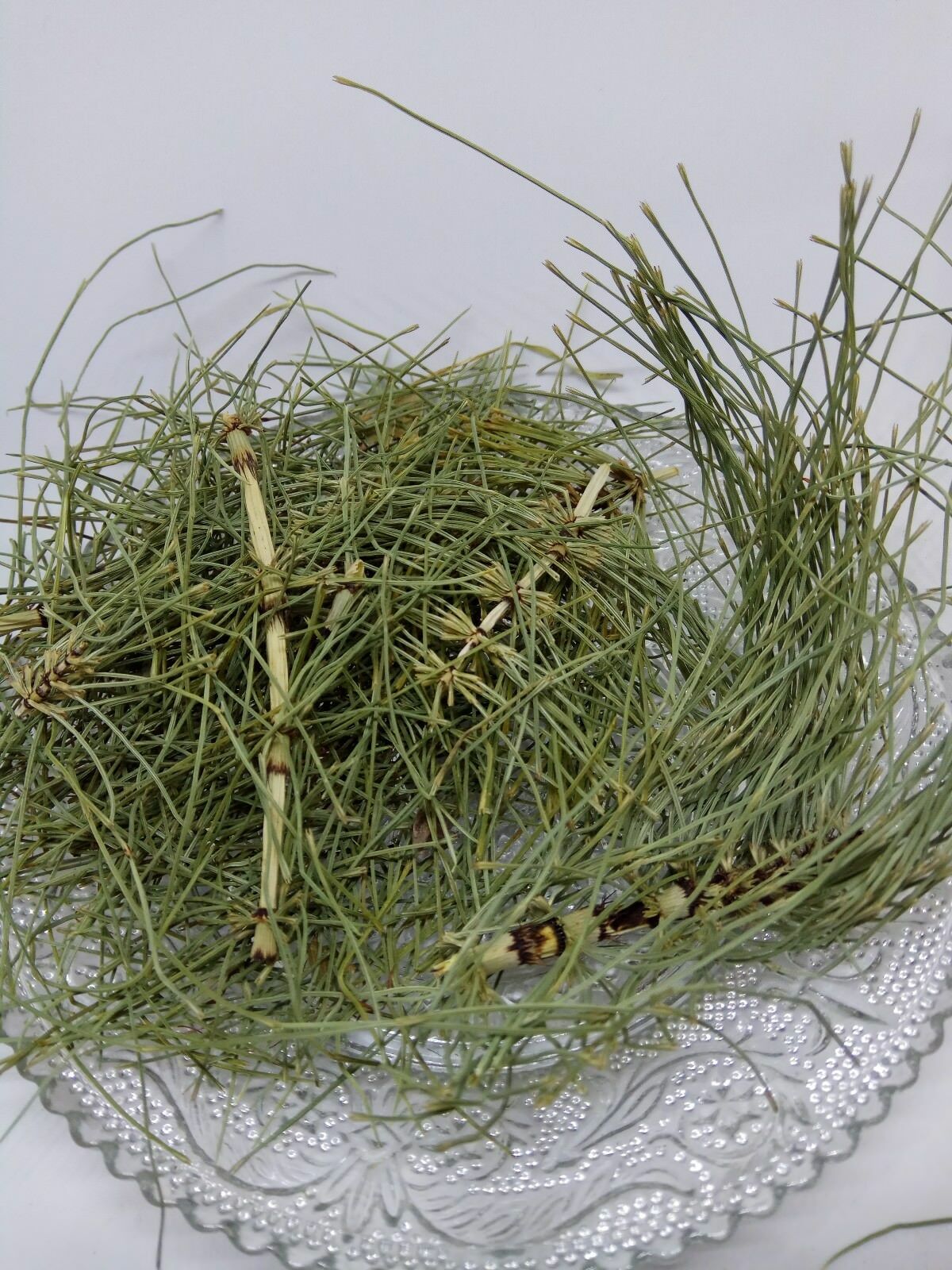 Horsetail Equisetum arvense dried Leaf Leaves Loose Herbal Organic Tea