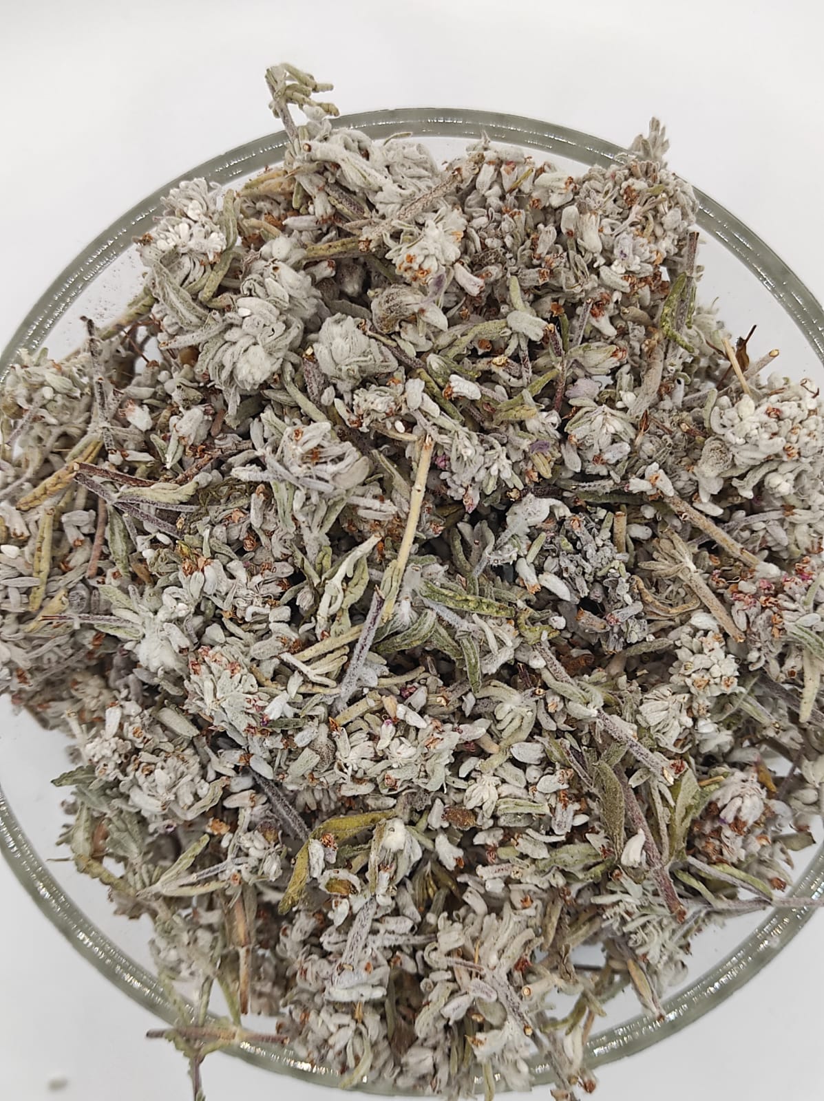 Mountain Germander Teucrium montanum Organic dried tea herb