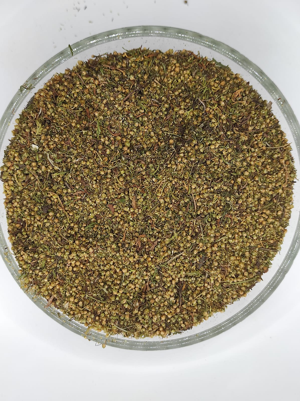 Artemisia Annua  Sweet Wormwood Natural Herbal
