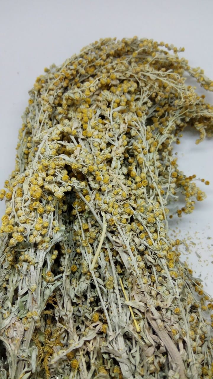 Wormwood Artemisia absinthium wild Organic dried tea