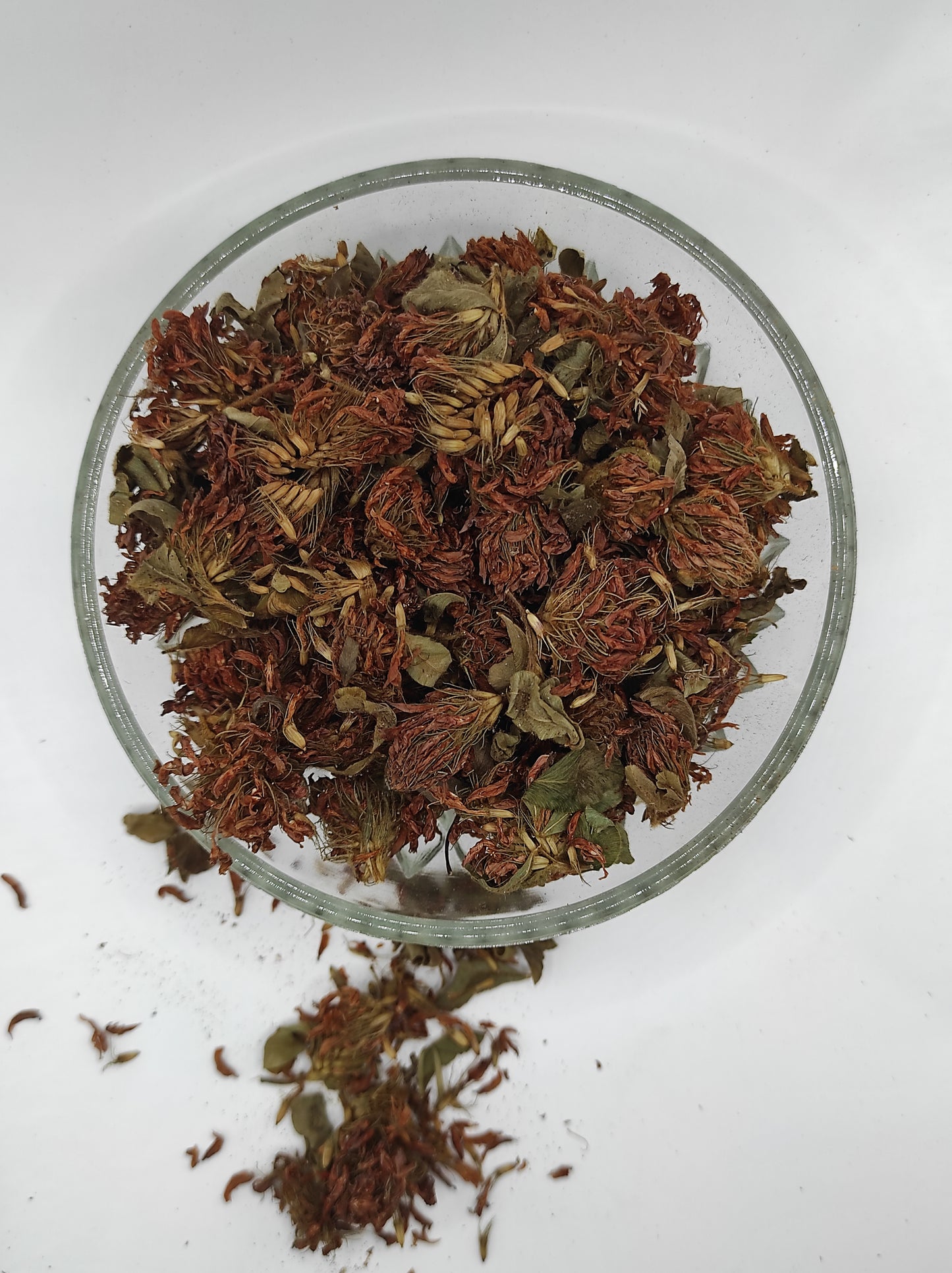 Organic Dried Red Clover Flowers Trifolium pratense Herbal Tea