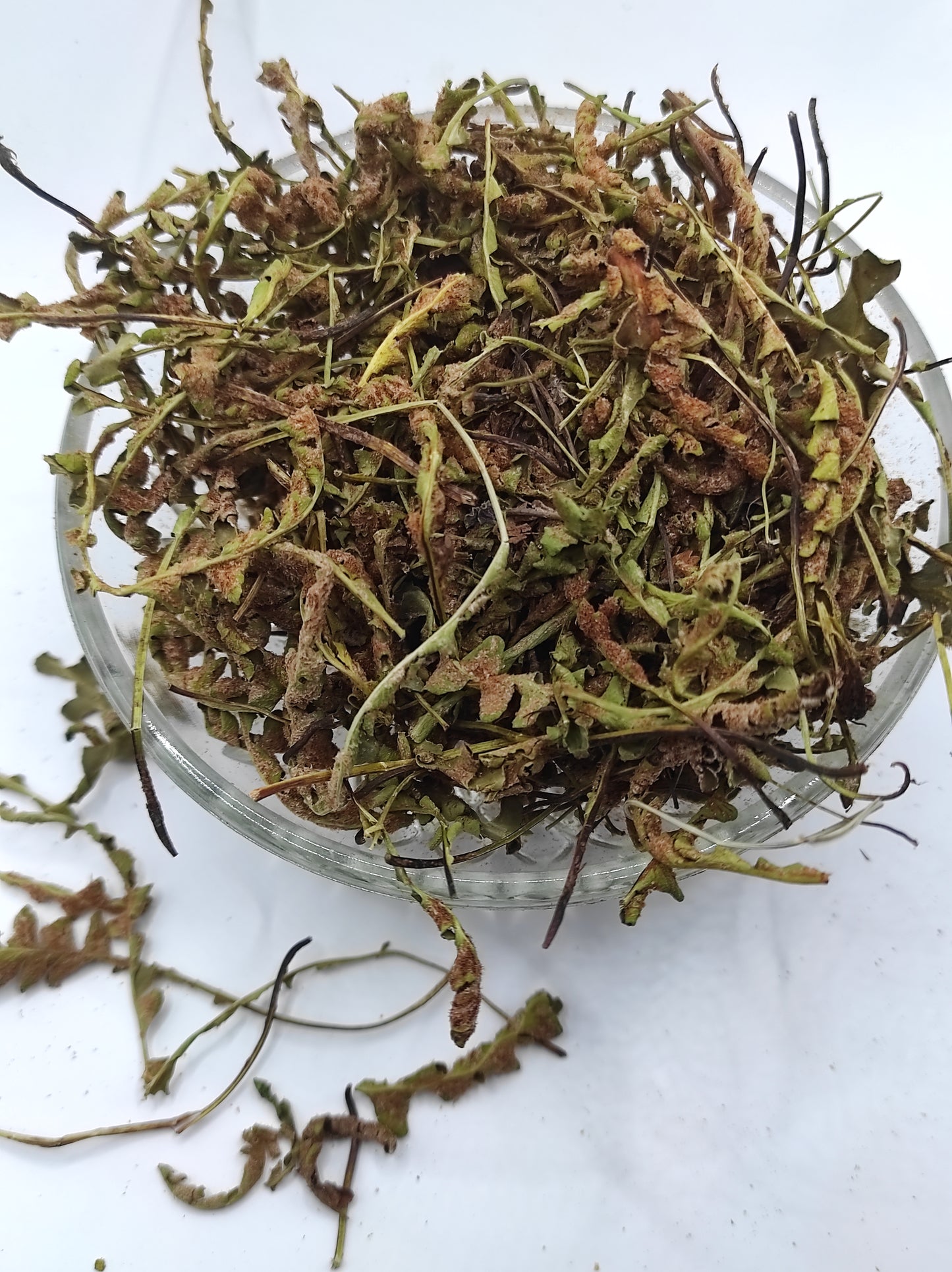 Rustyback Fern .Stone Fern. Organic Dried Herb