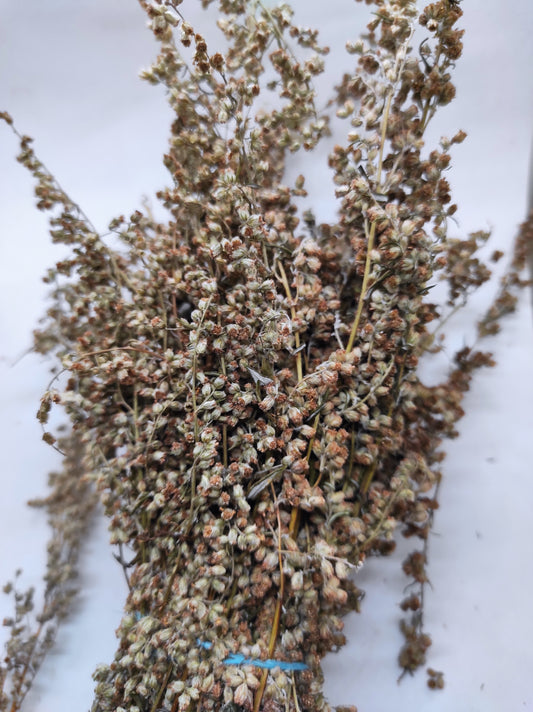 Artemisia annua Sweet Wormwood Organic Tea Annie bunch