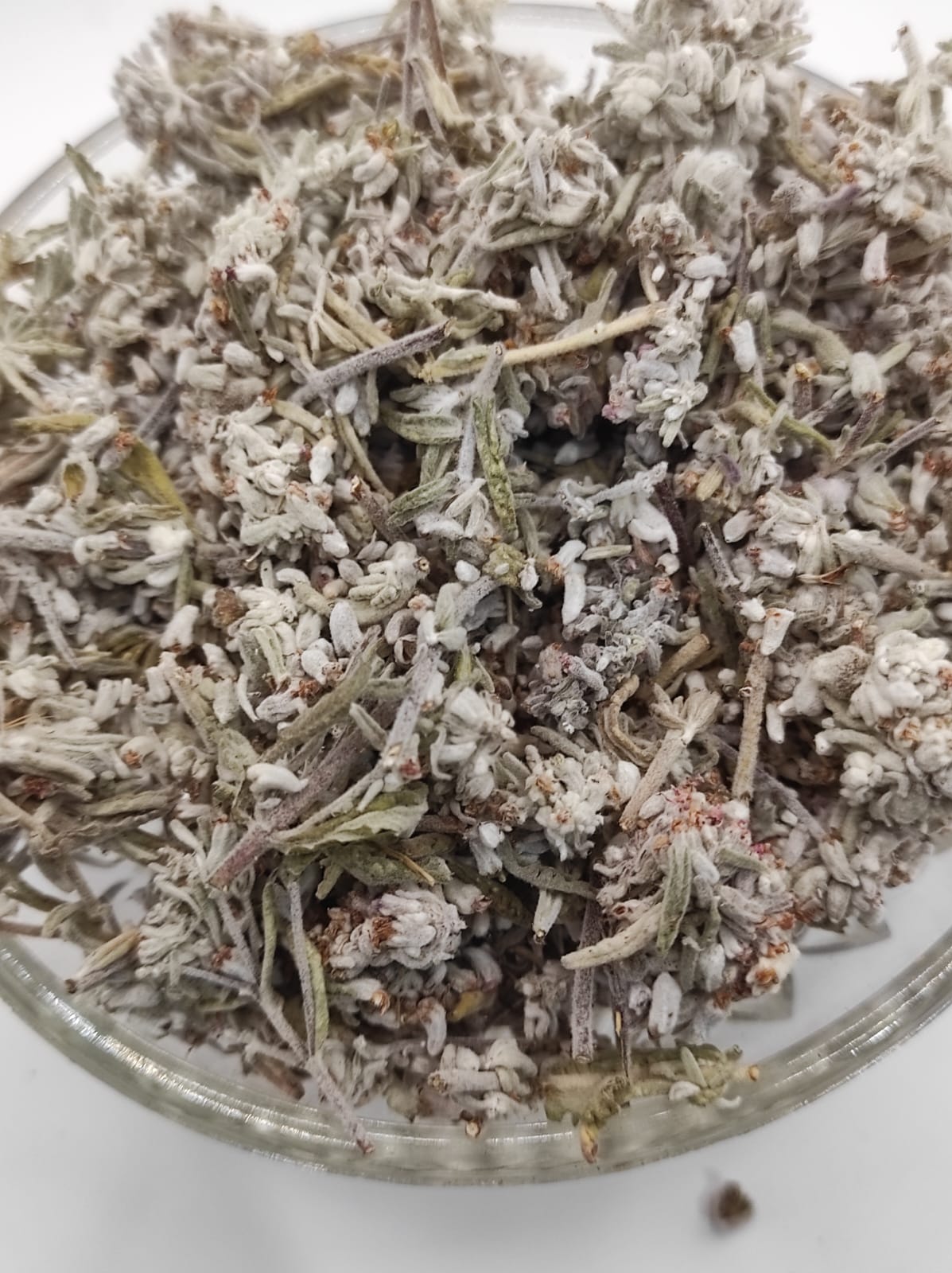 Mountain Germander Teucrium montanum Organic dried tea herb