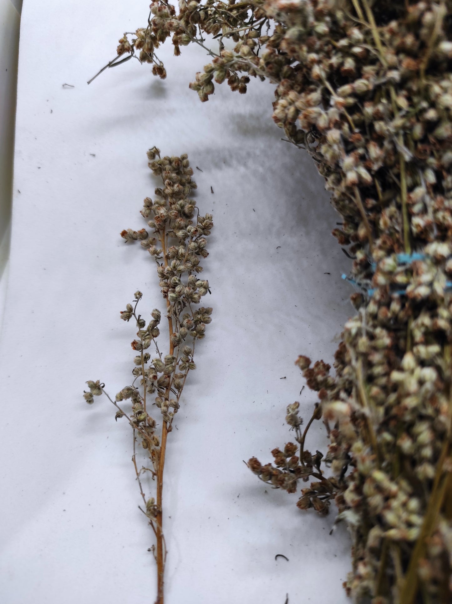Artemisia annua Sweet Wormwood Organic Tea Annie bunch