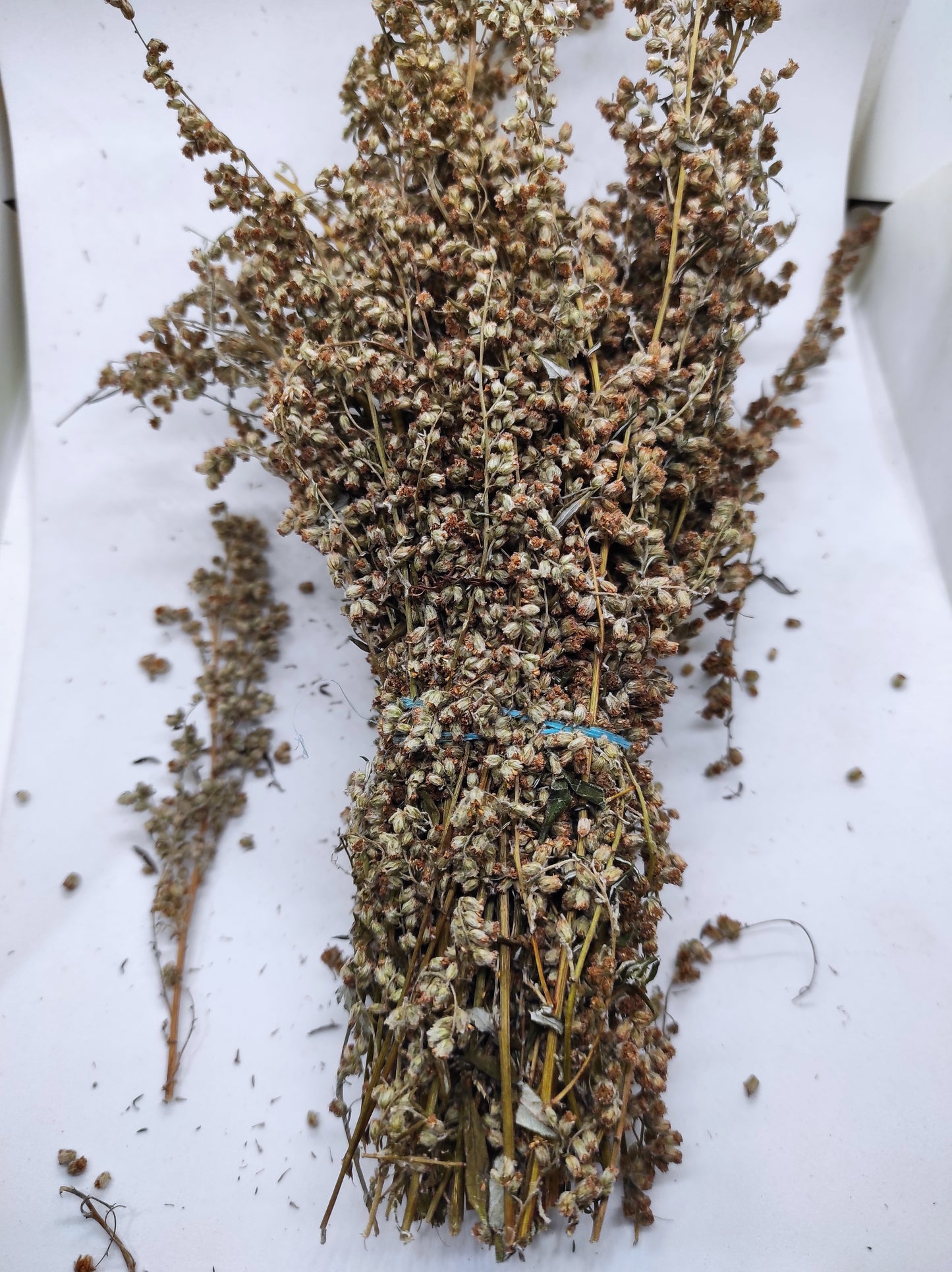 Artemisia annua Sweet Wormwood Organic Tea Annie bunch