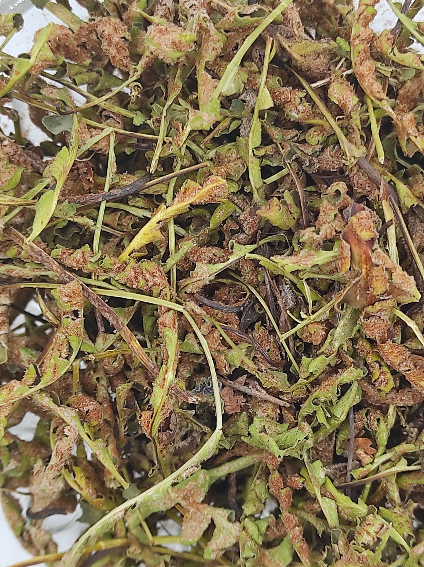 Rustyback Fern .Stone Fern. Organic Dried Herb