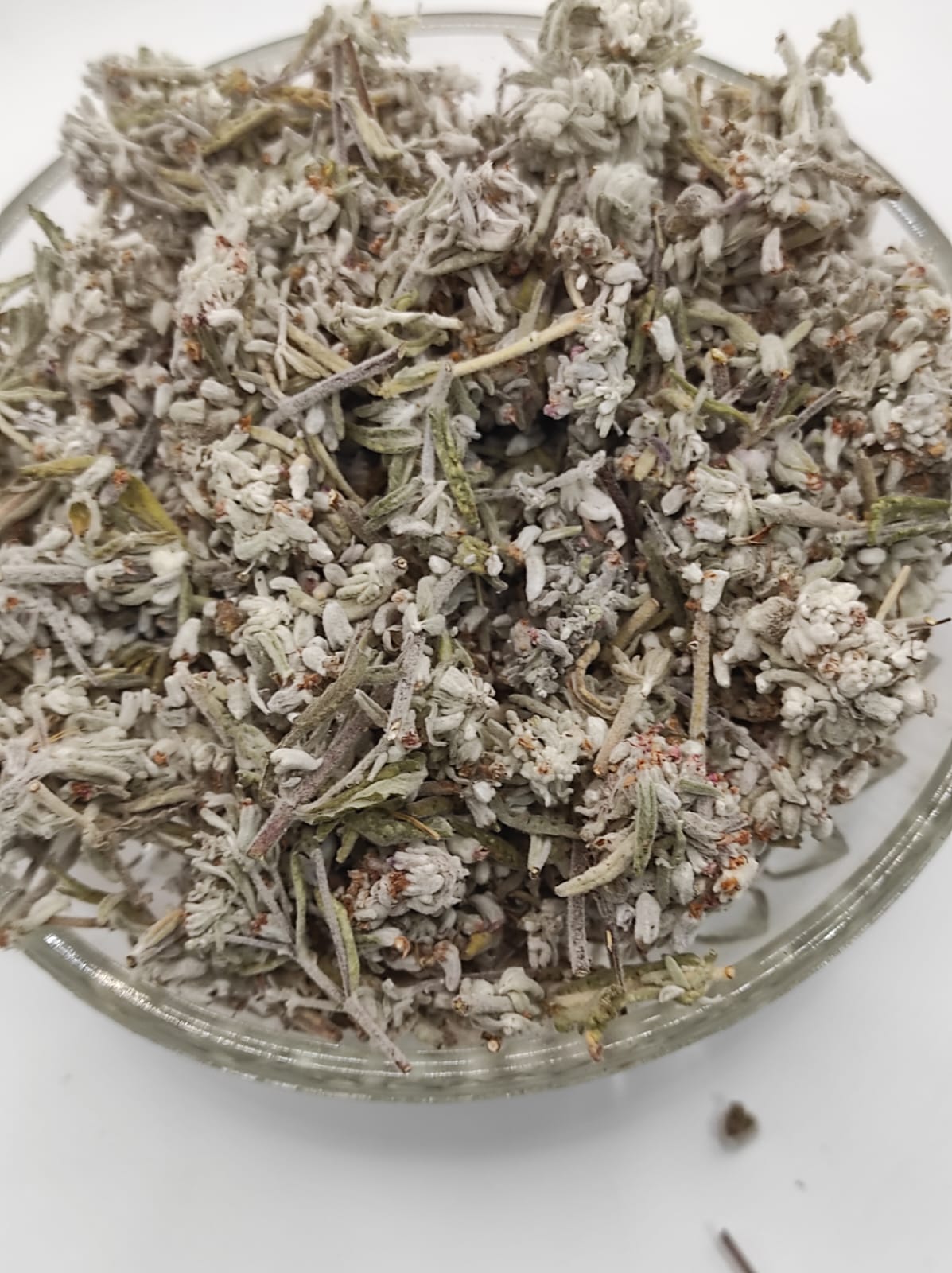 Mountain Germander Teucrium montanum Organic dried tea herb