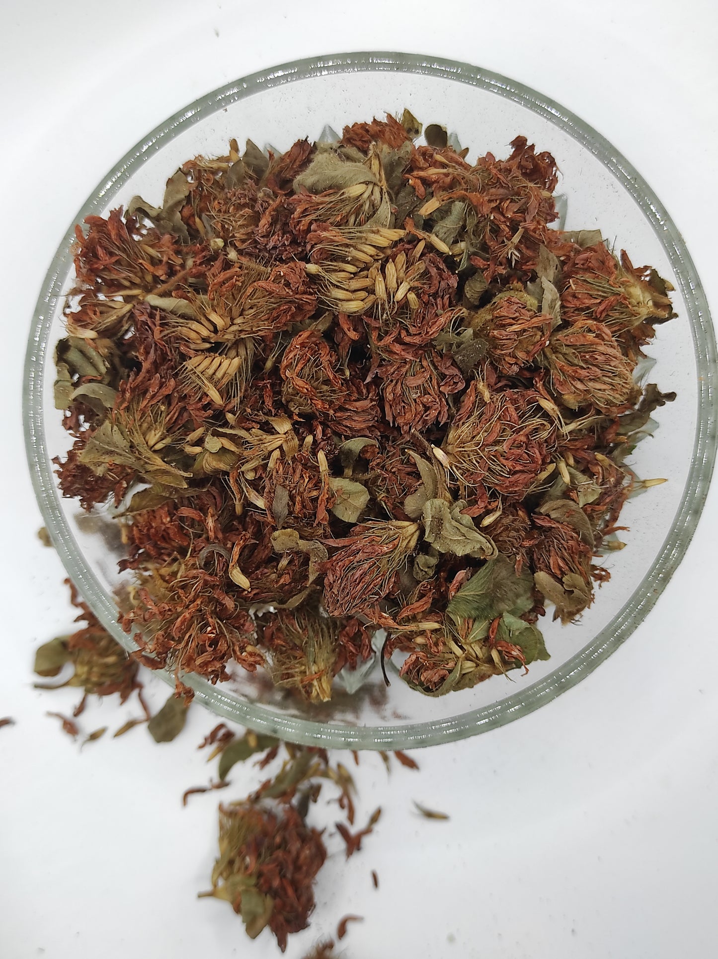 Organic Dried Red Clover Flowers Trifolium pratense Herbal Tea