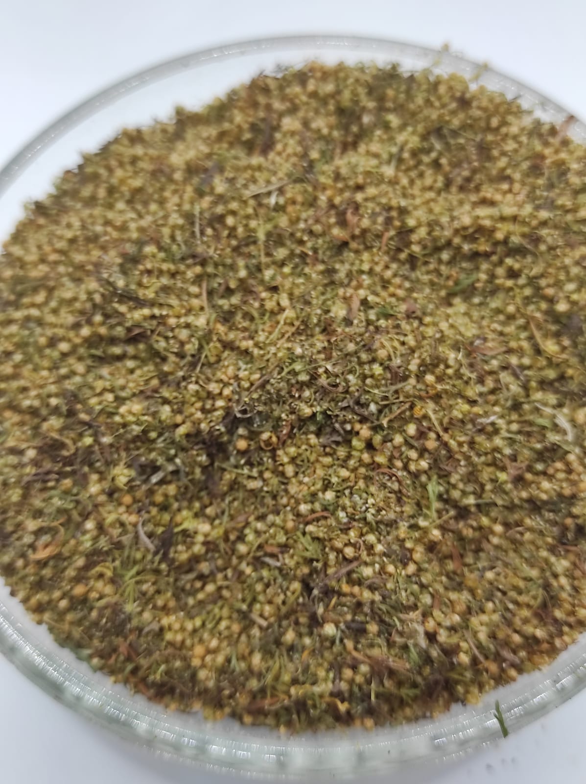 Artemisia Annua  Sweet Wormwood Natural Herbal