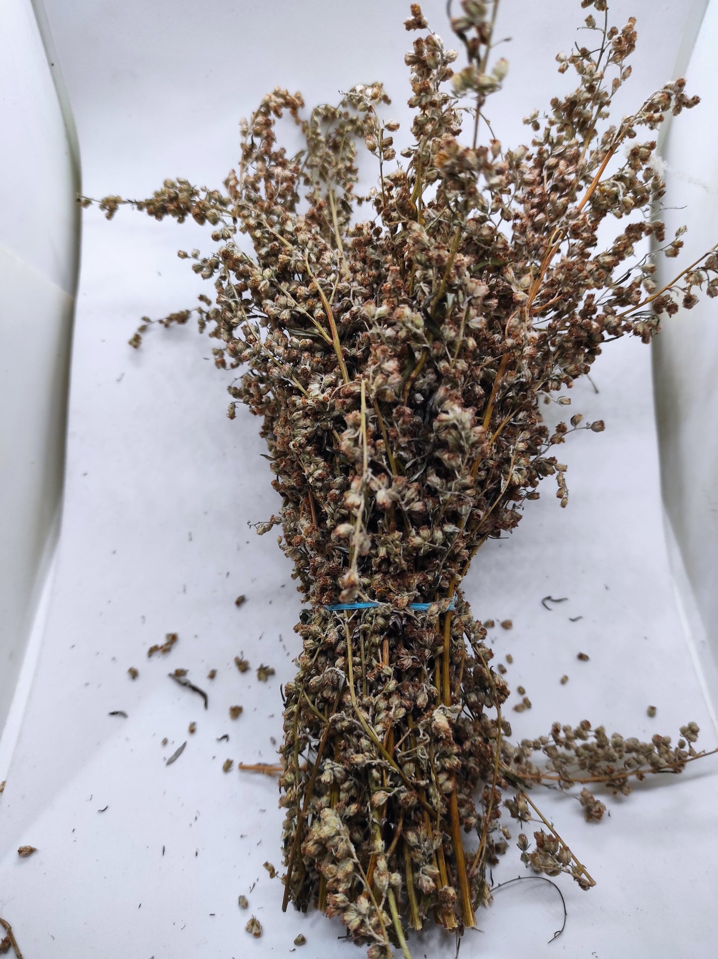 Artemisia annua Sweet Wormwood Organic Tea Annie bunch