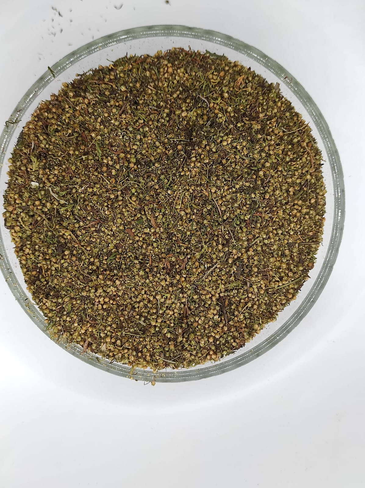 Artemisia Annua  Sweet Wormwood Natural Herbal
