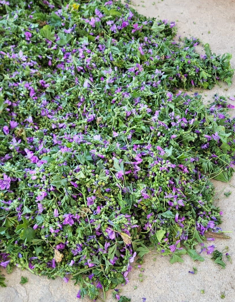 Mallow leaf and flower Malva wild  harvest Organic dried tea herb