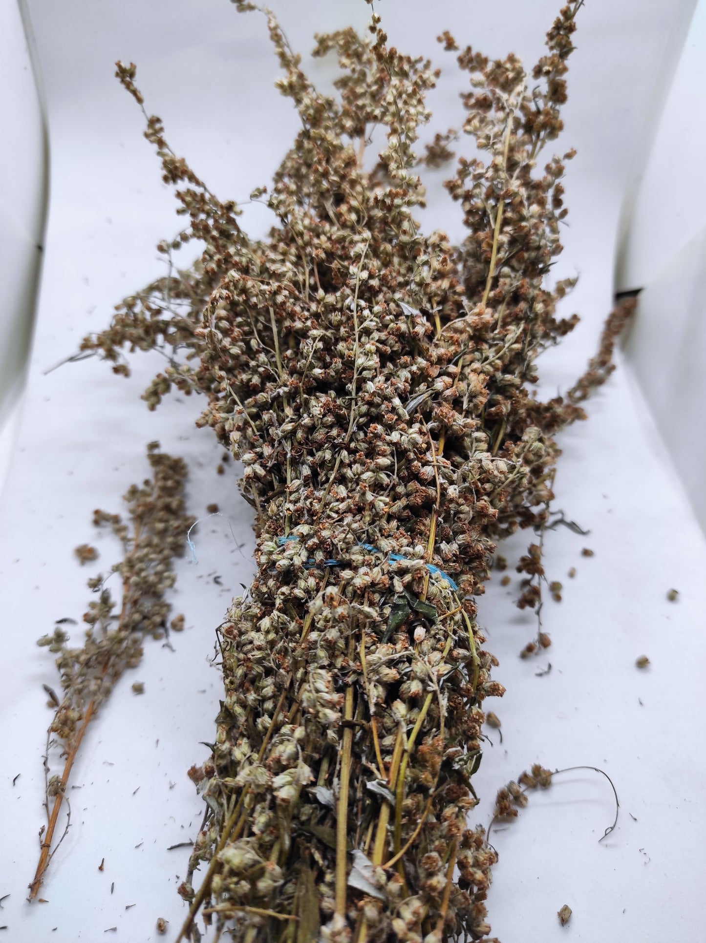 Artemisia annua Sweet Wormwood Organic Tea Annie bunch