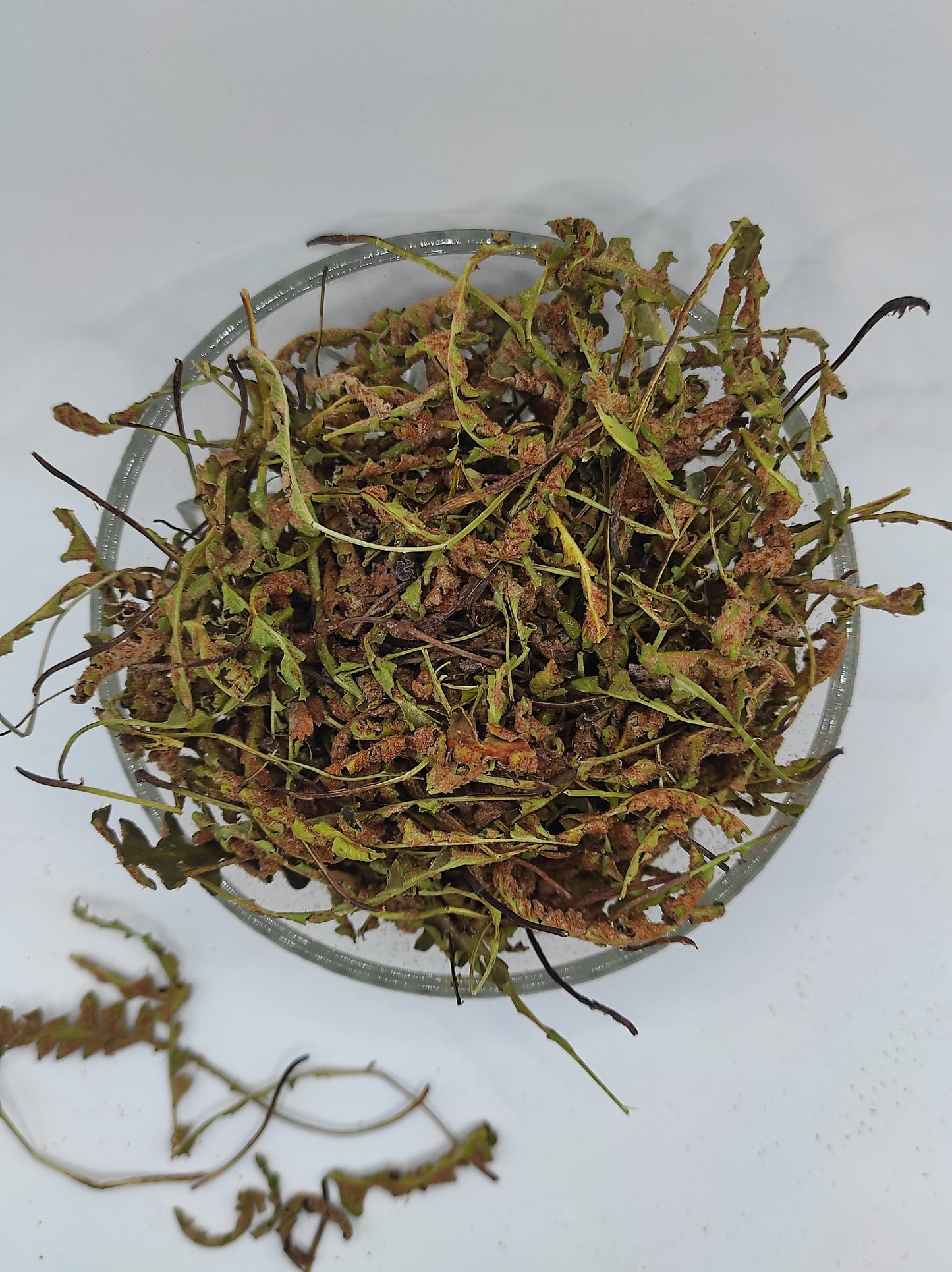 Rustyback Fern .Stone Fern. Organic Dried Herb