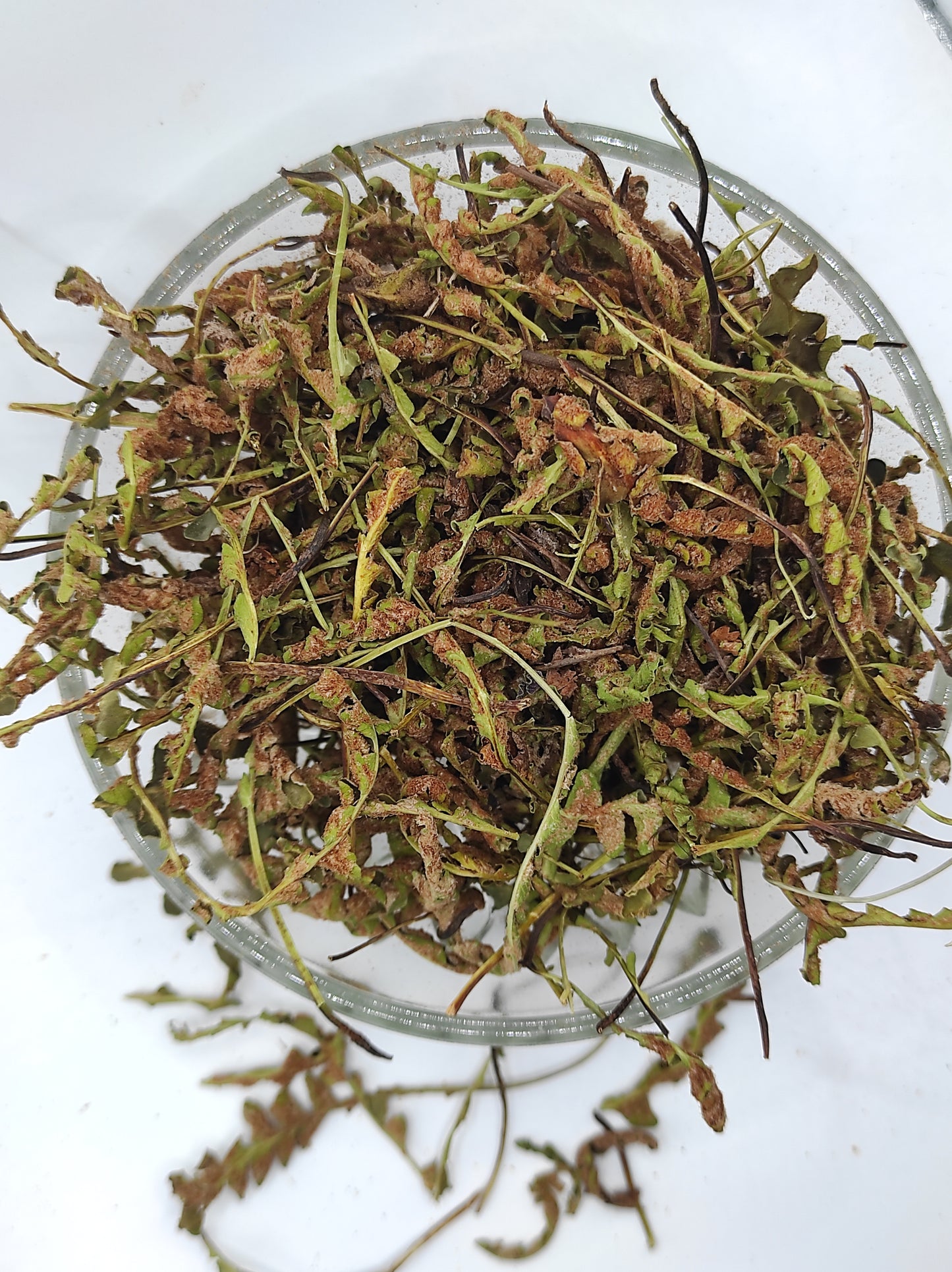 Rustyback Fern .Stone Fern. Organic Dried Herb