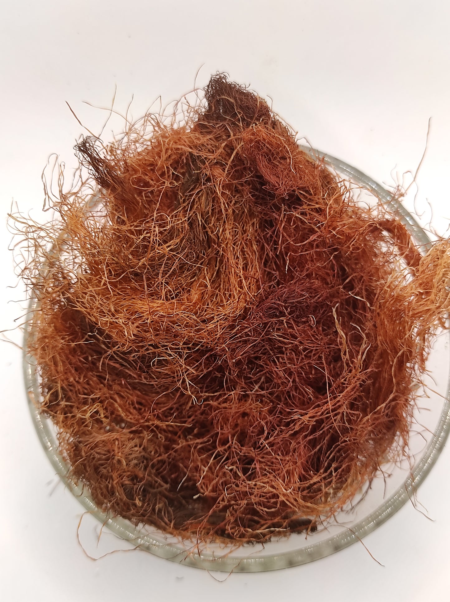 Corn Silk Herb Tea Zea Mays Mealy Silk dried