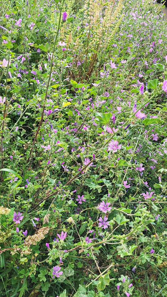 Mallow leaf and flower Malva wild  harvest Organic dried tea herb