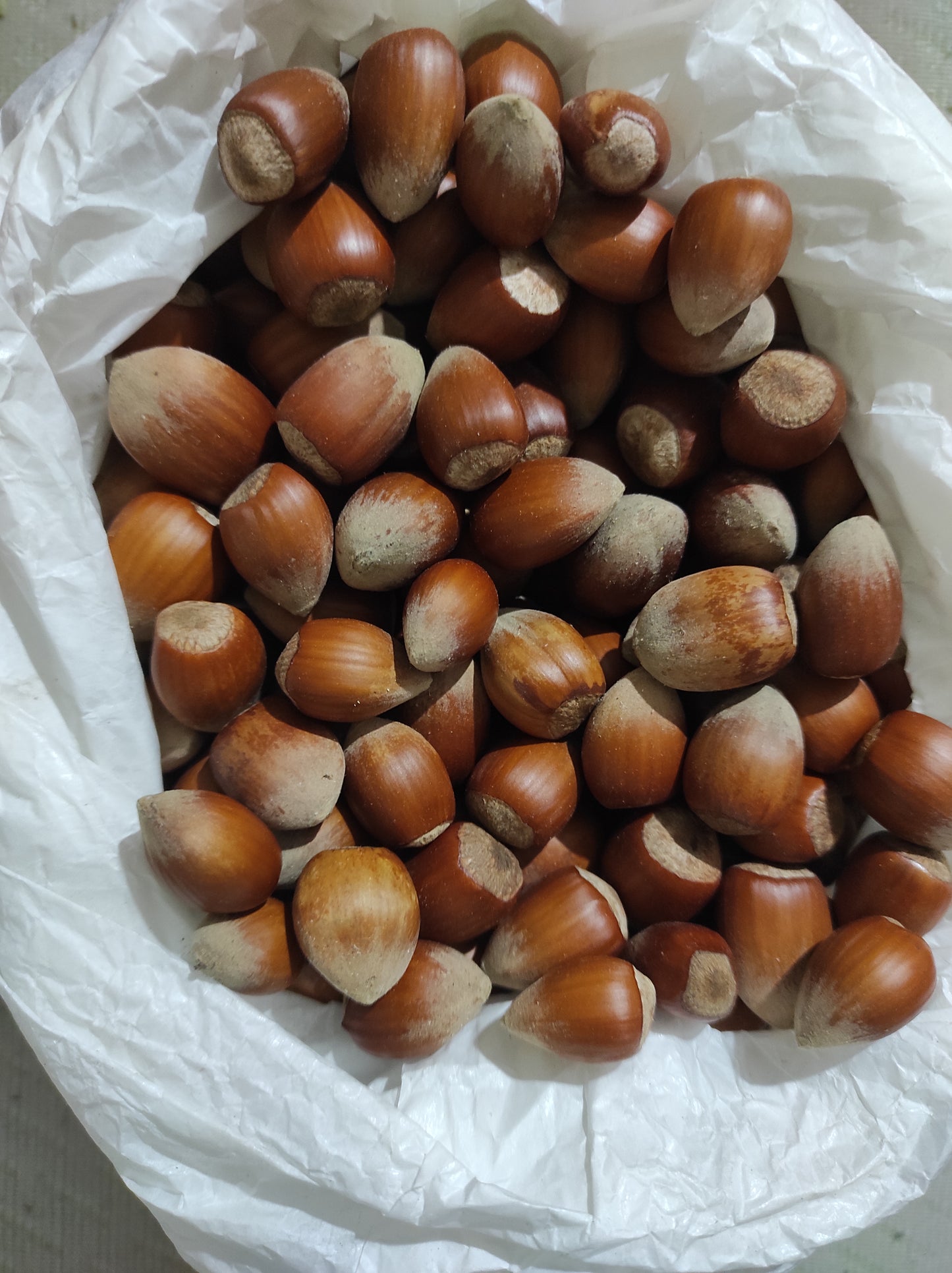 Hazelnut wild harvest