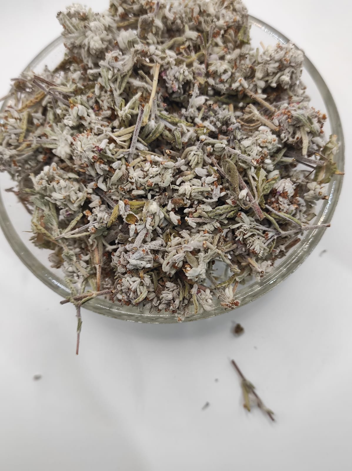 Mountain Germander Teucrium montanum Organic dried tea herb