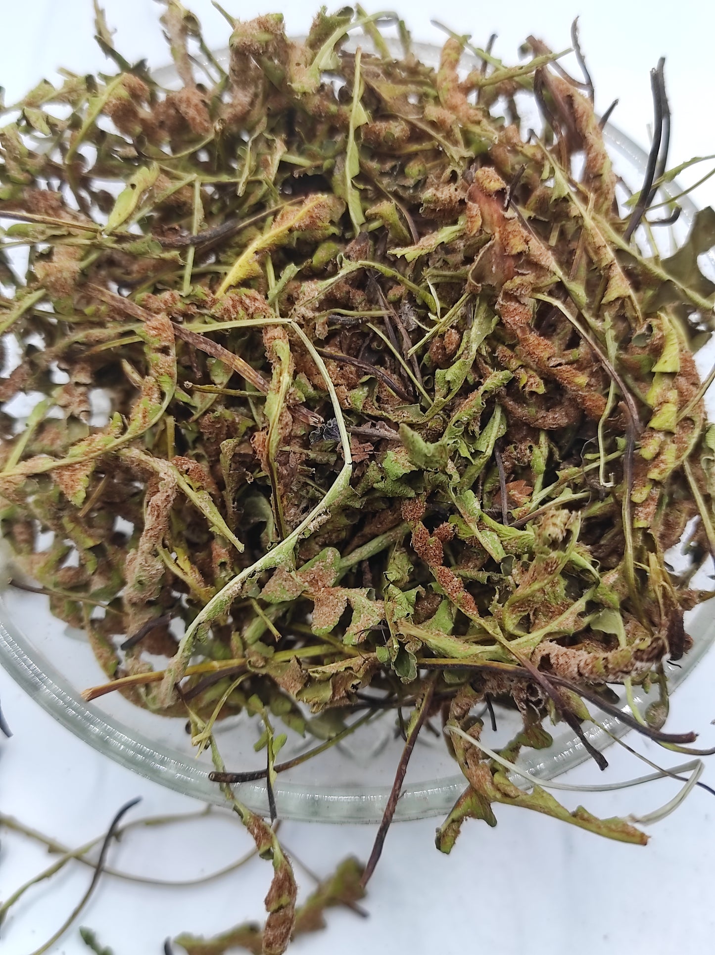 Rustyback Fern .Stone Fern. Organic Dried Herb