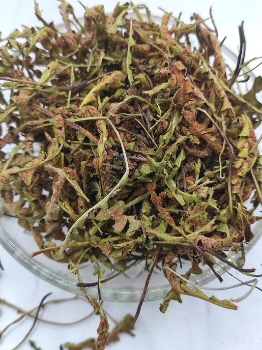 Rustyback Fern .Stone Fern. Organic Dried Herb