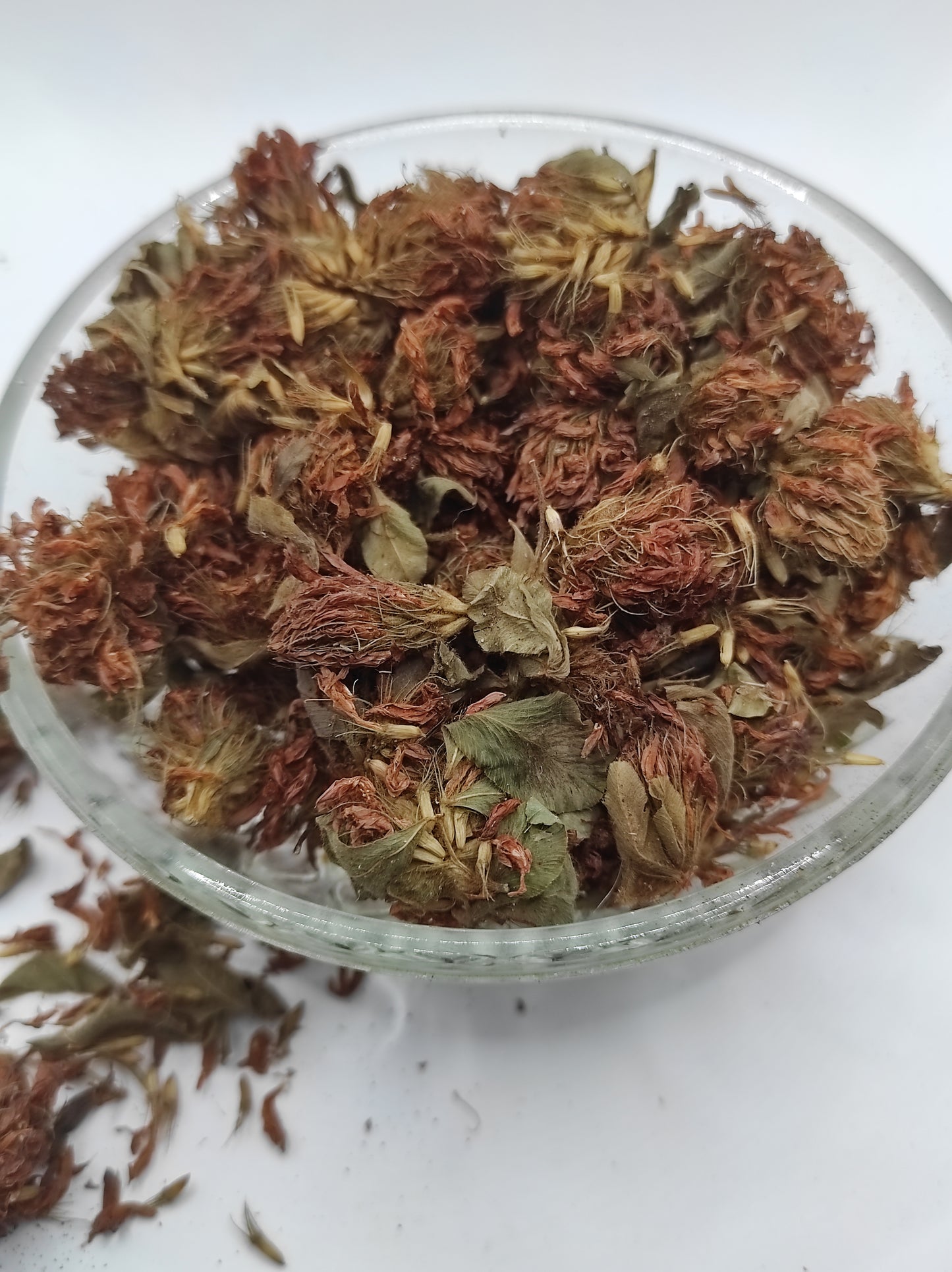 Organic Dried Red Clover Flowers Trifolium pratense Herbal Tea