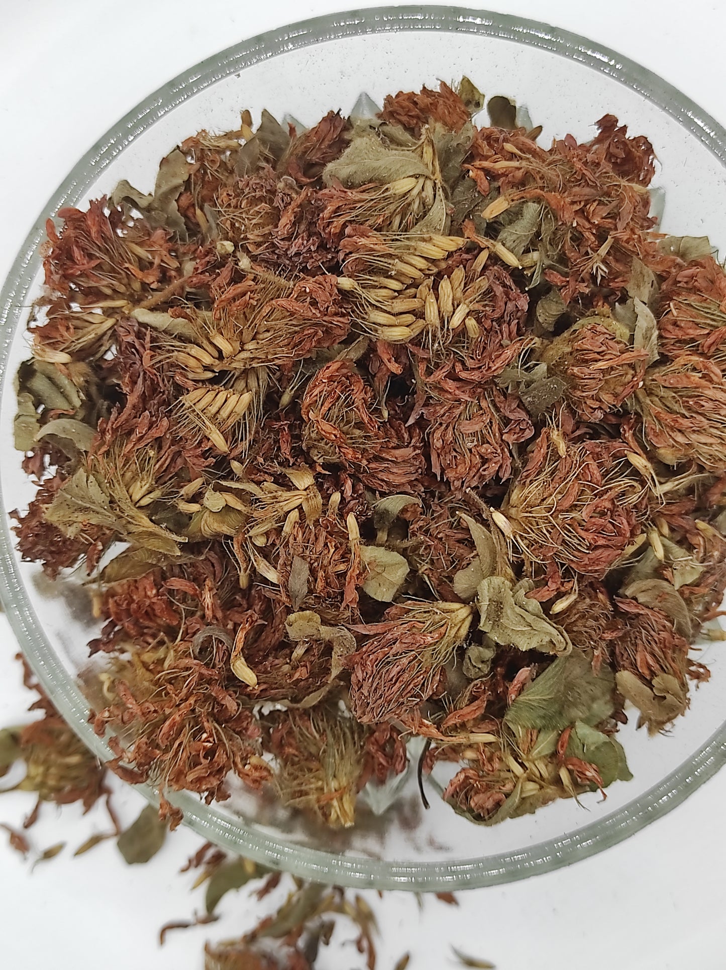 Organic Dried Red Clover Flowers Trifolium pratense Herbal Tea