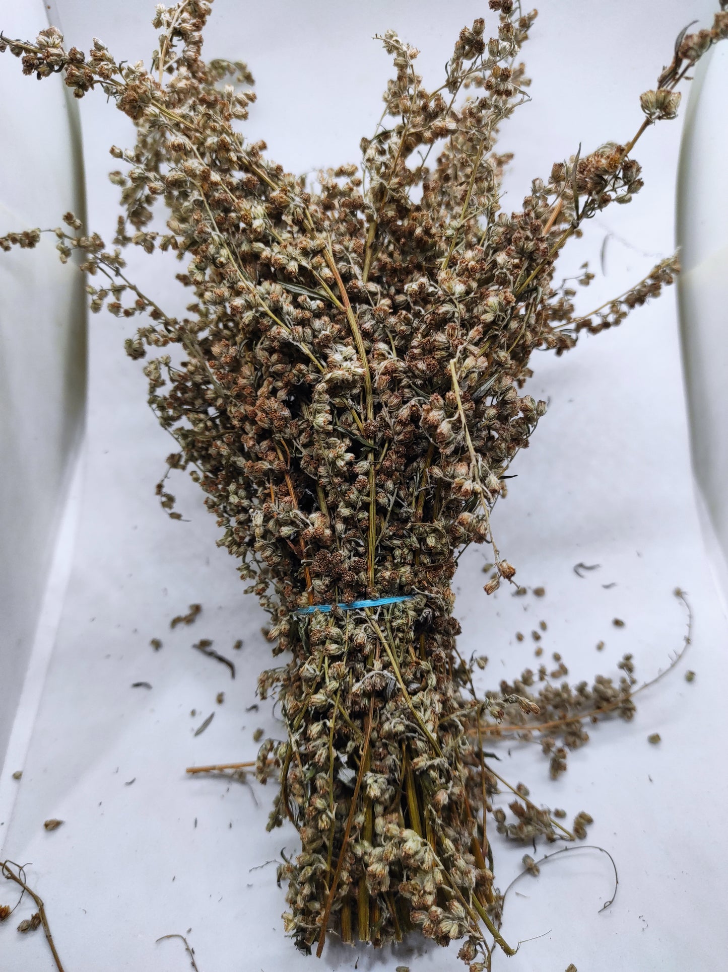 Artemisia annua Sweet Wormwood Organic Tea Annie bunch