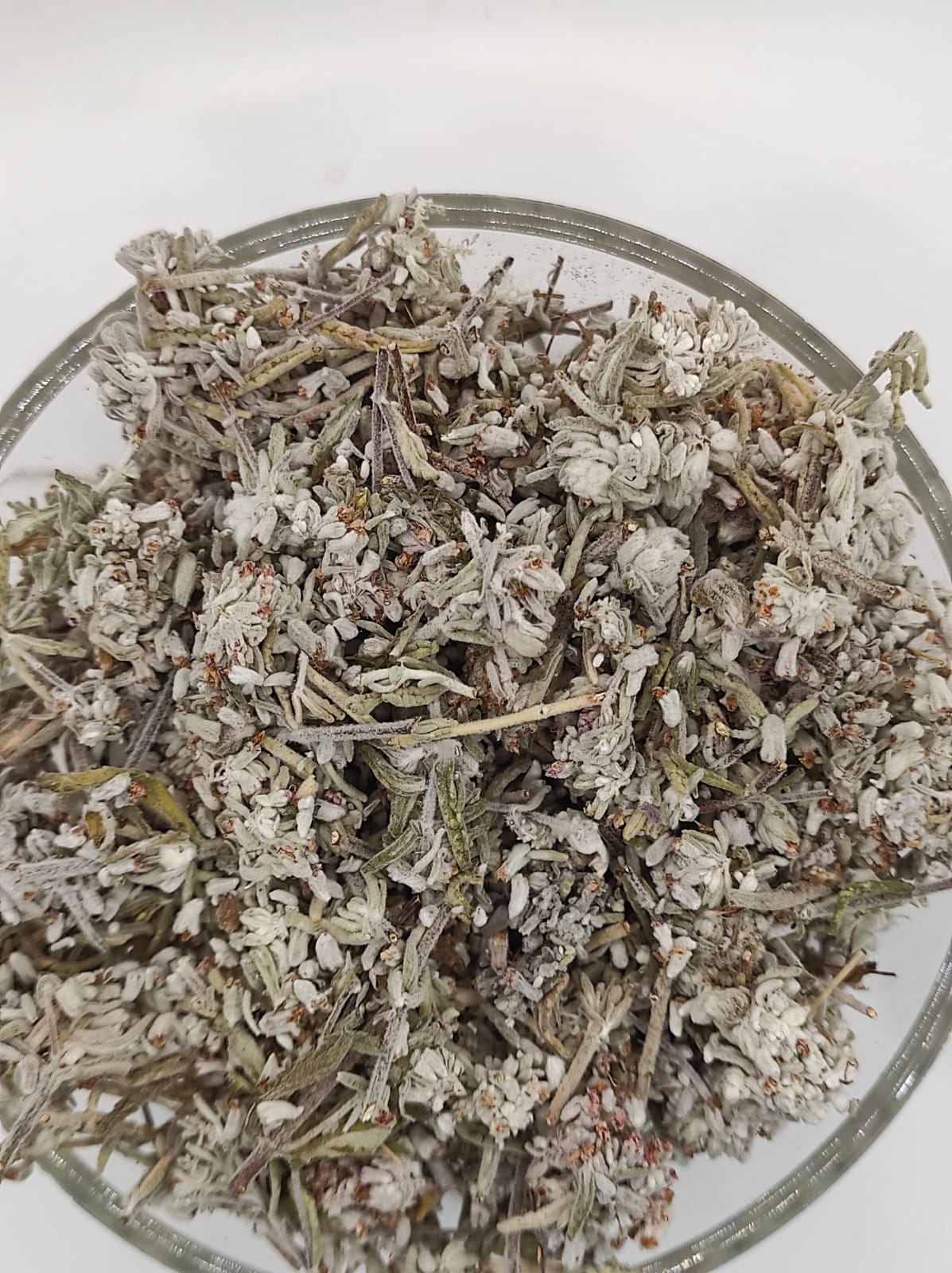 Mountain Germander Teucrium montanum Organic dried tea herb