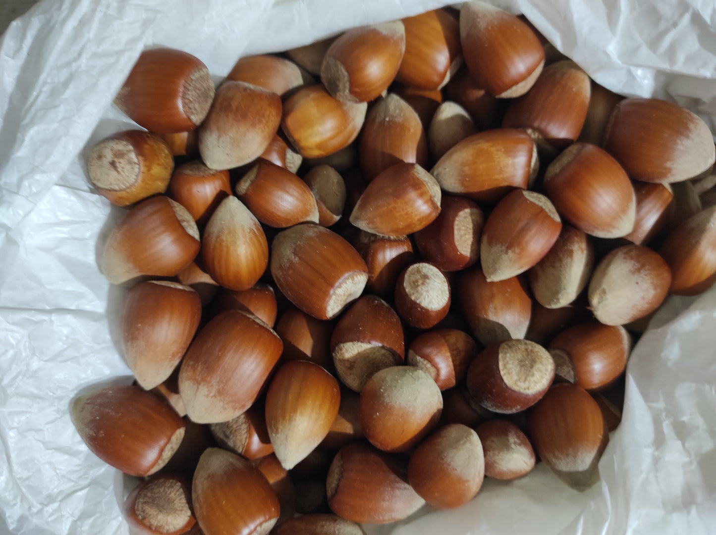 Hazelnut wild harvest