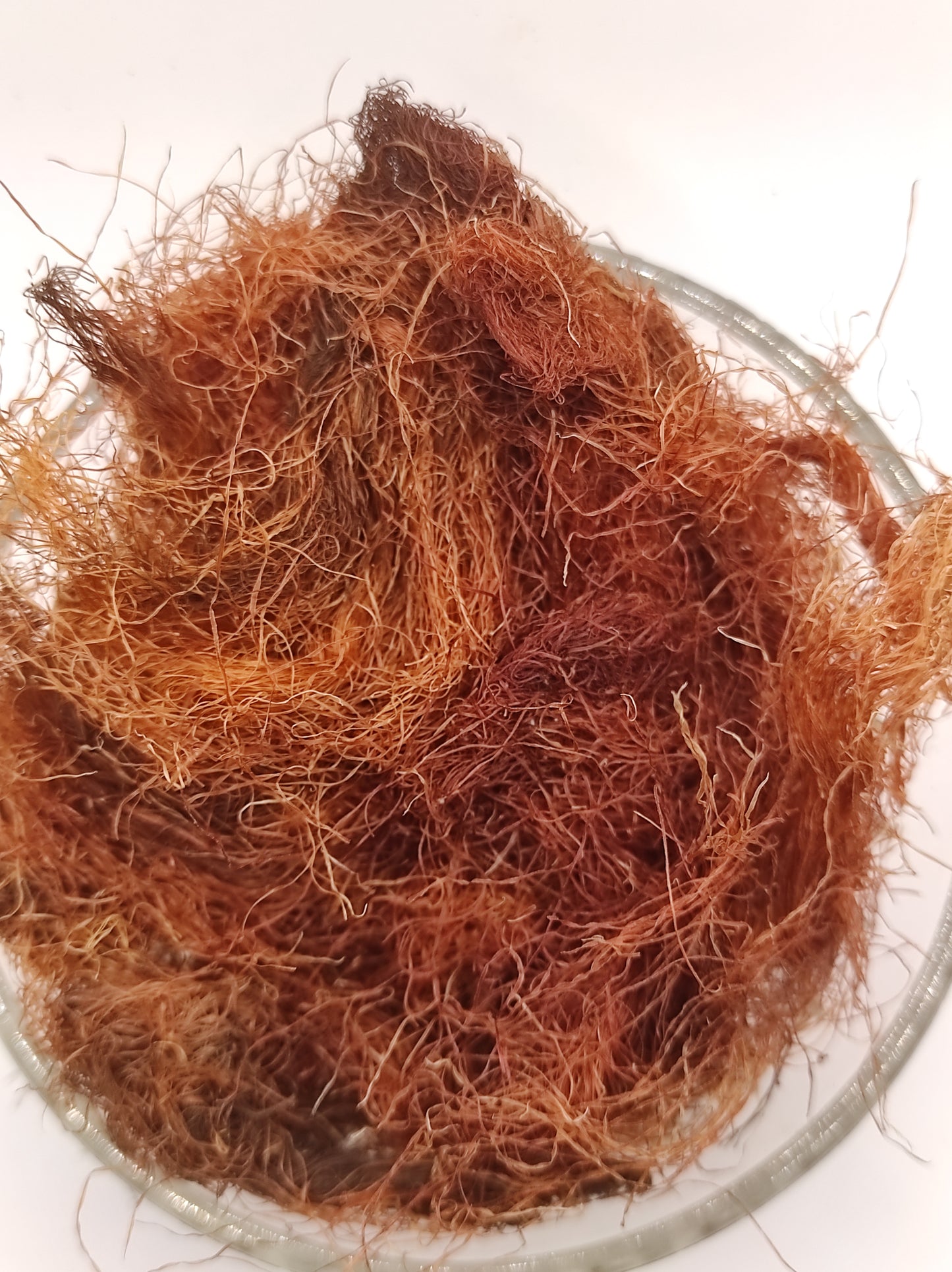 Corn Silk Herb Tea Zea Mays Mealy Silk dried