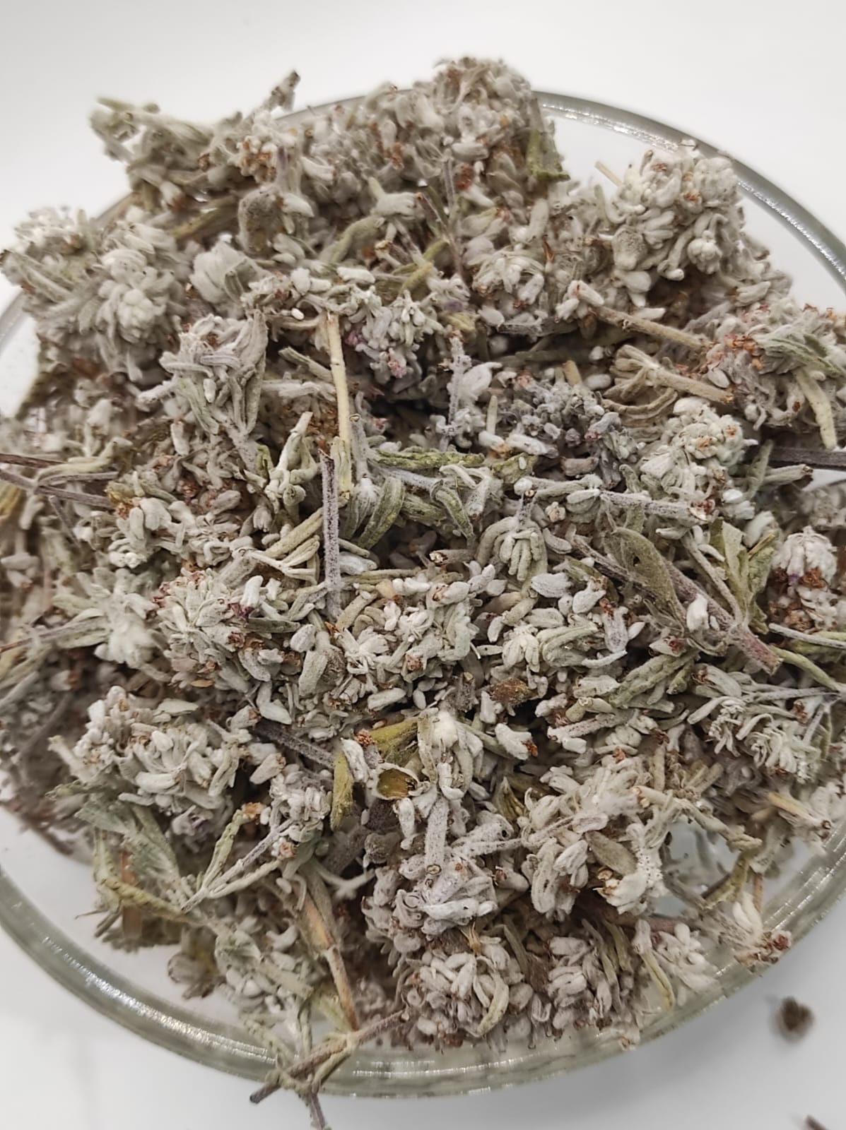 Mountain Germander Teucrium montanum Organic dried tea herb