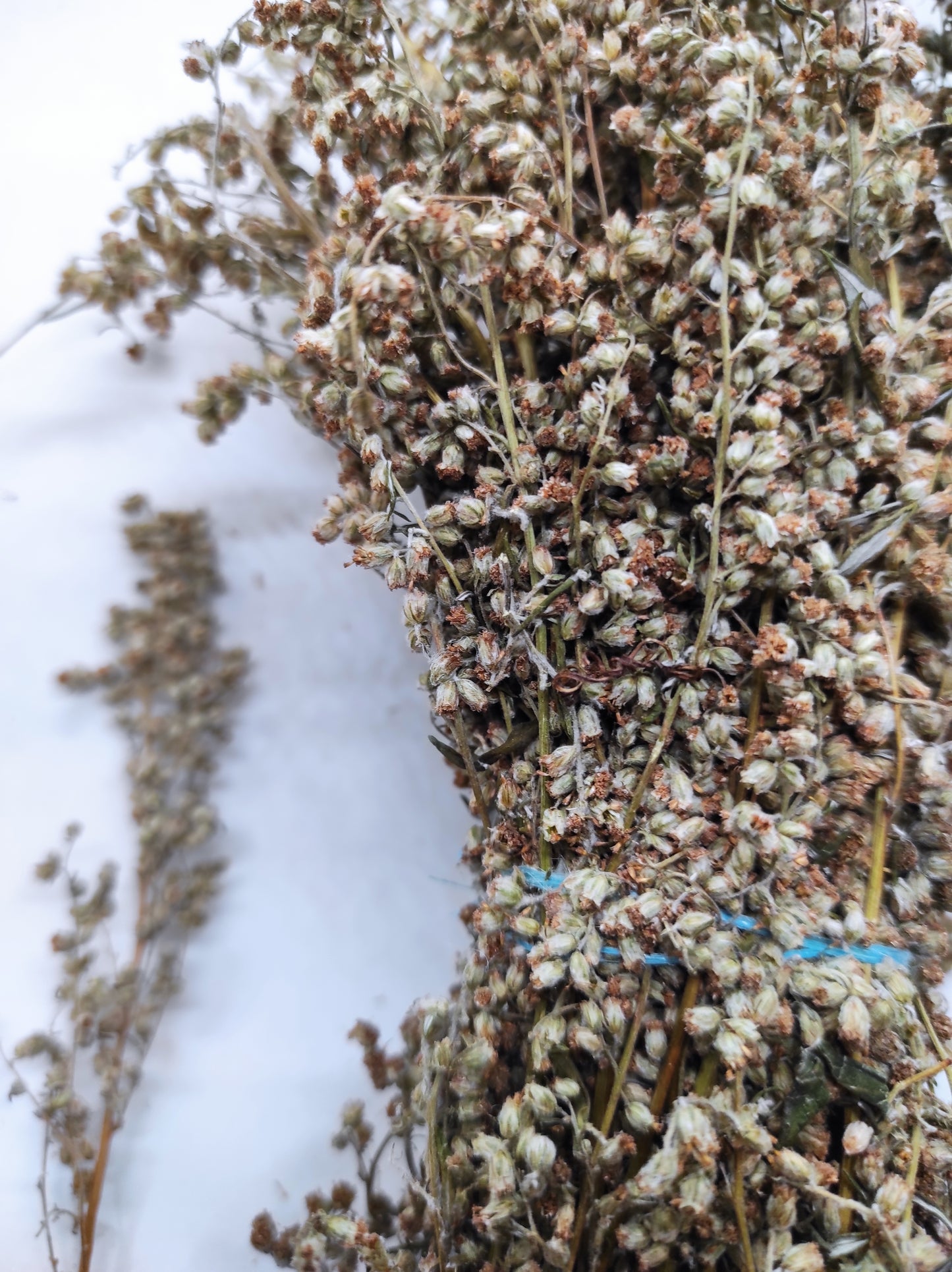 Artemisia annua Sweet Wormwood Organic Tea Annie bunch