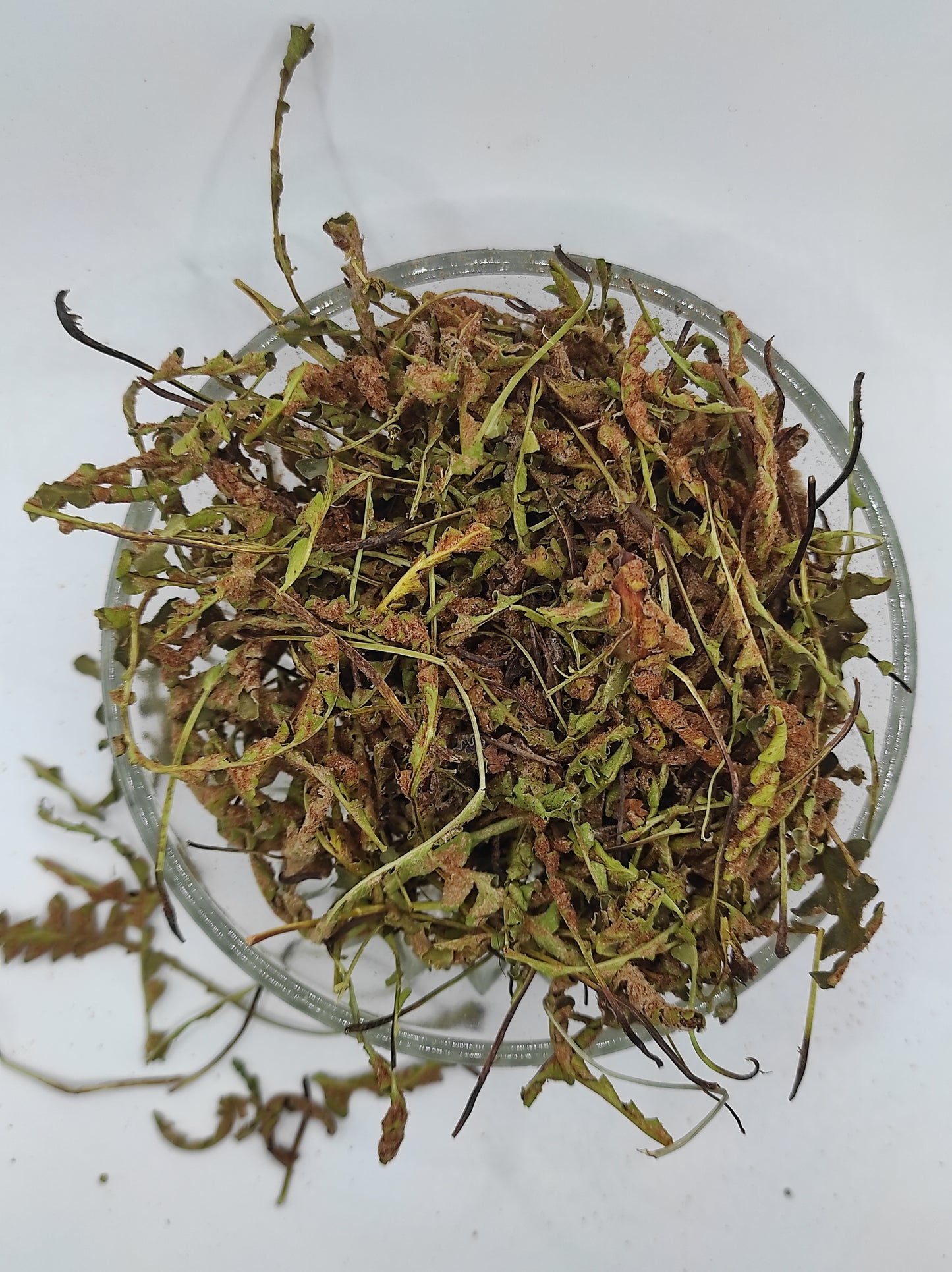 Rustyback Fern .Stone Fern. Organic Dried Herb